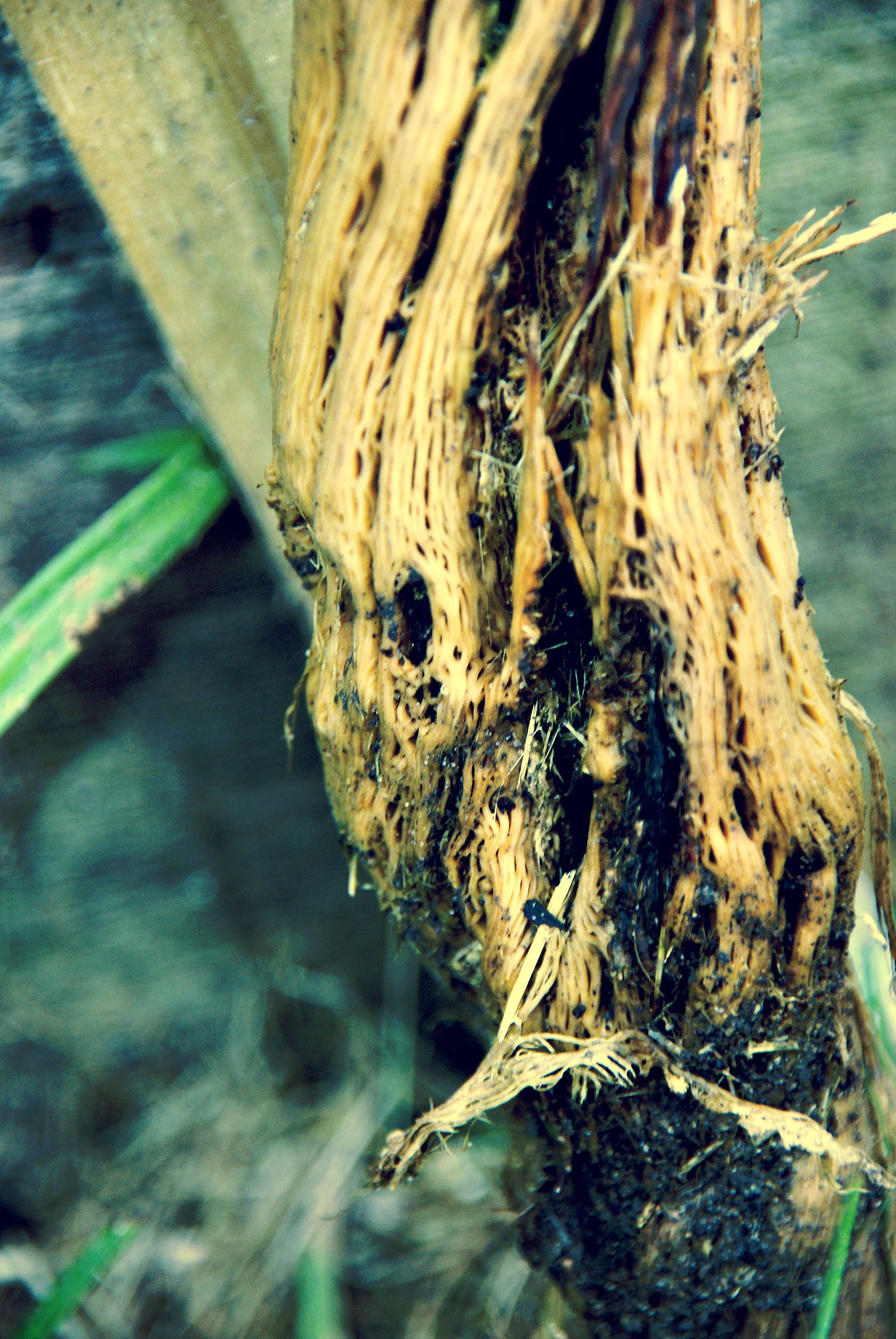 woody stem 2.jpg