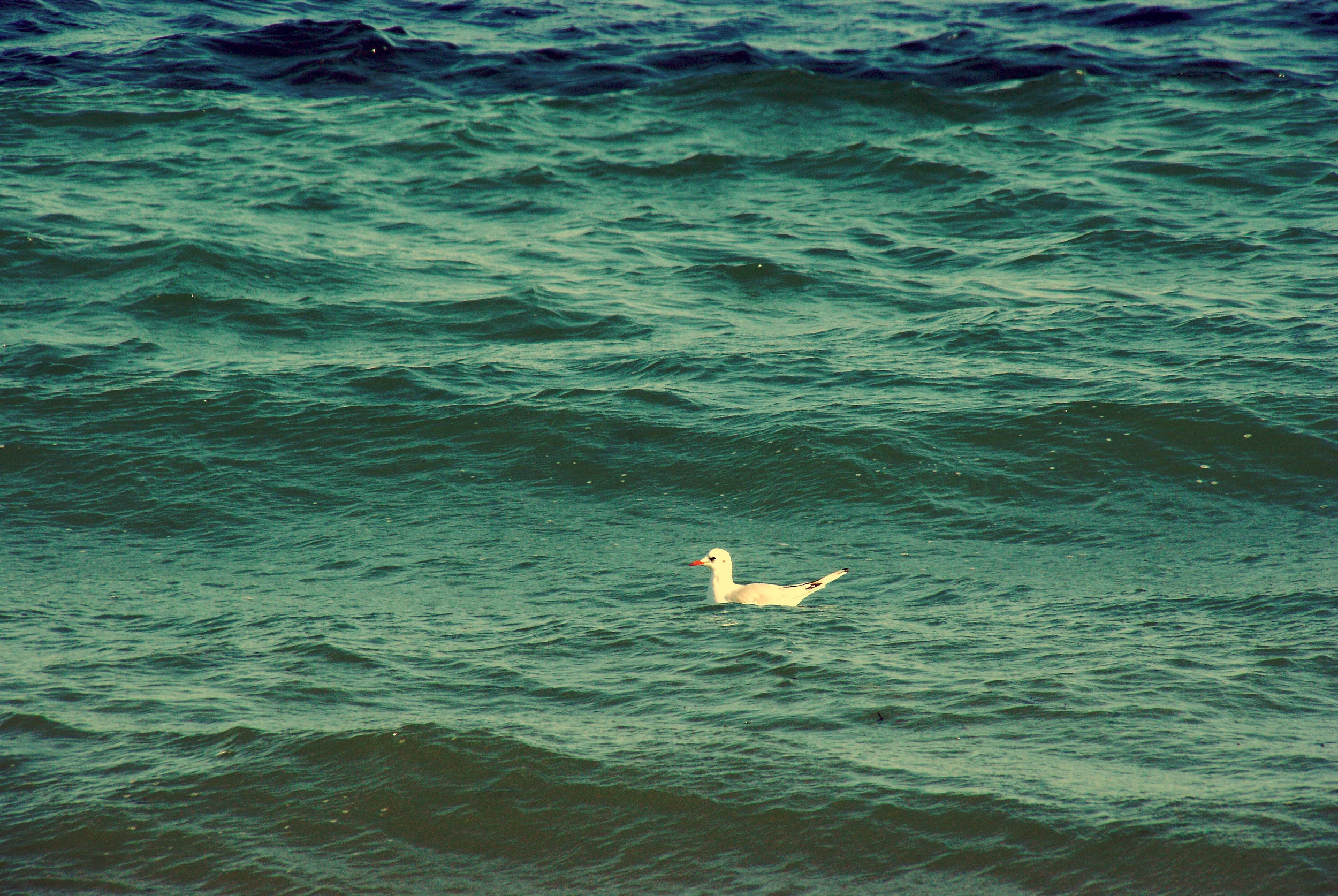 DSC08570.jpg