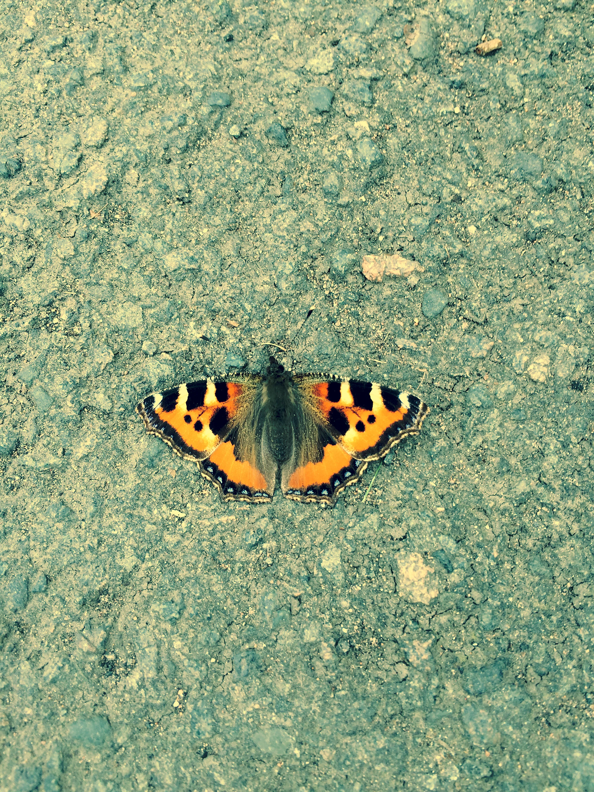 The butterfly caught my eye 5