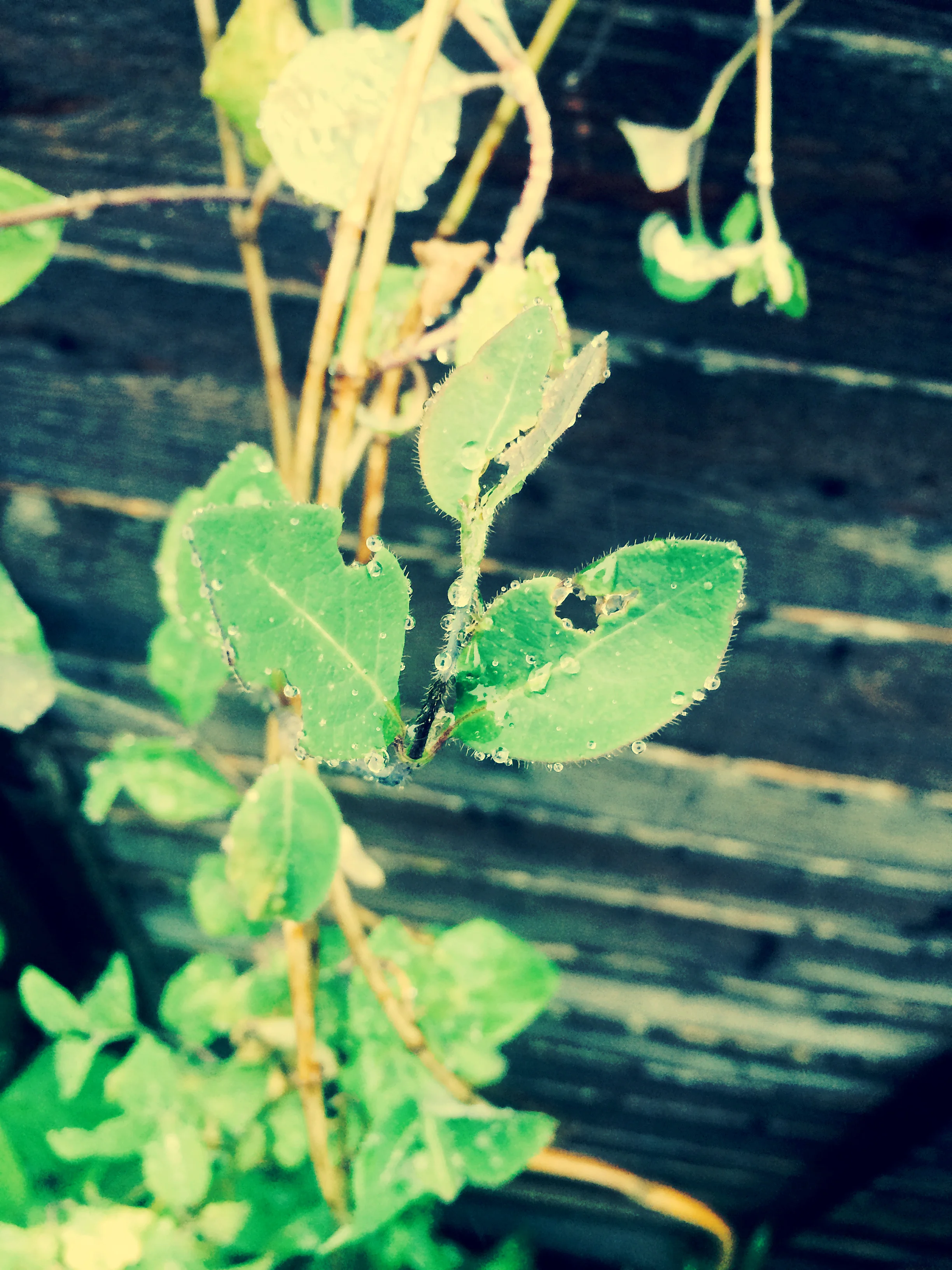 Raindrops clinging, Spring is Blooming