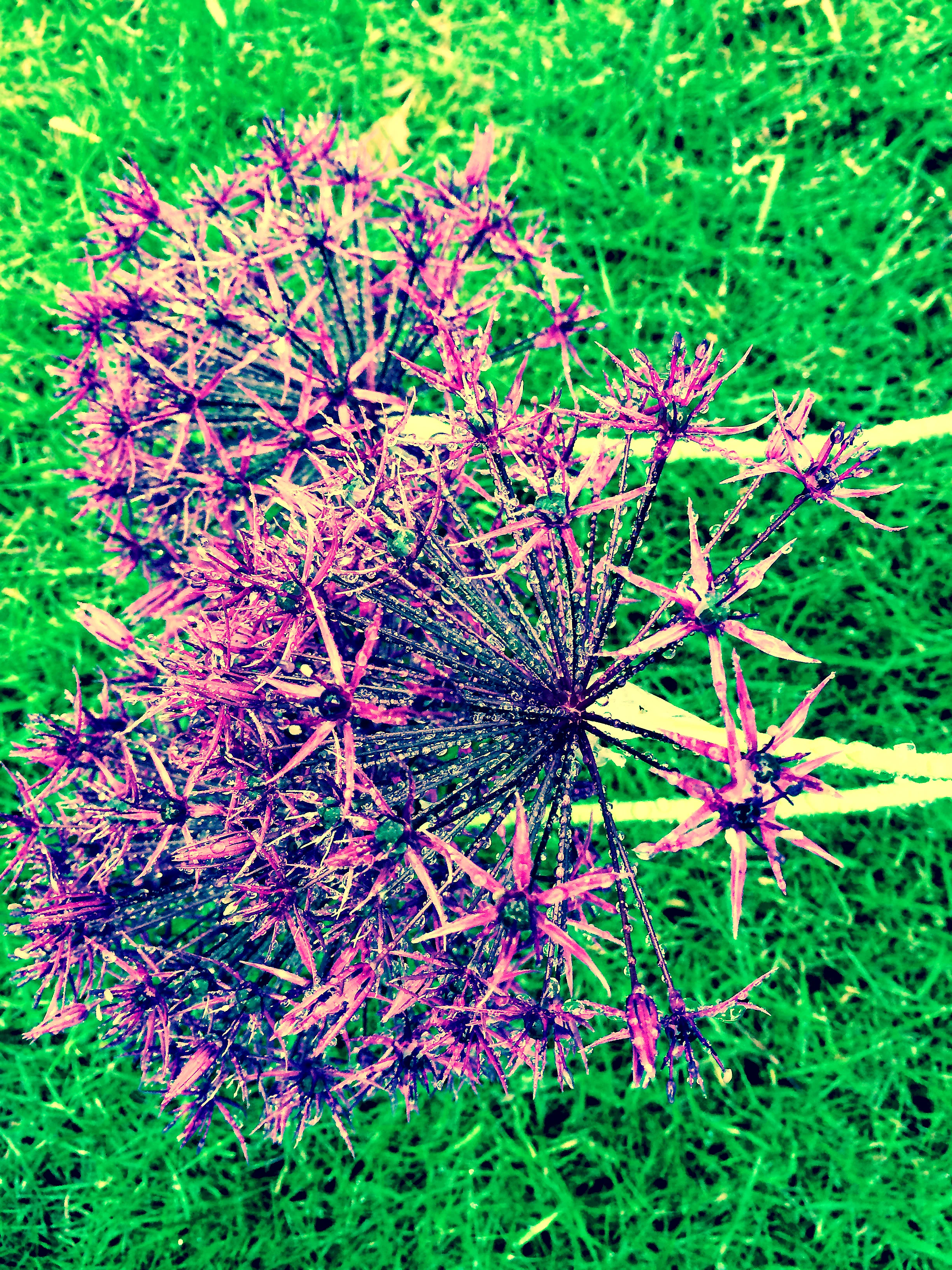 Wet Flower iPhoneographer 13