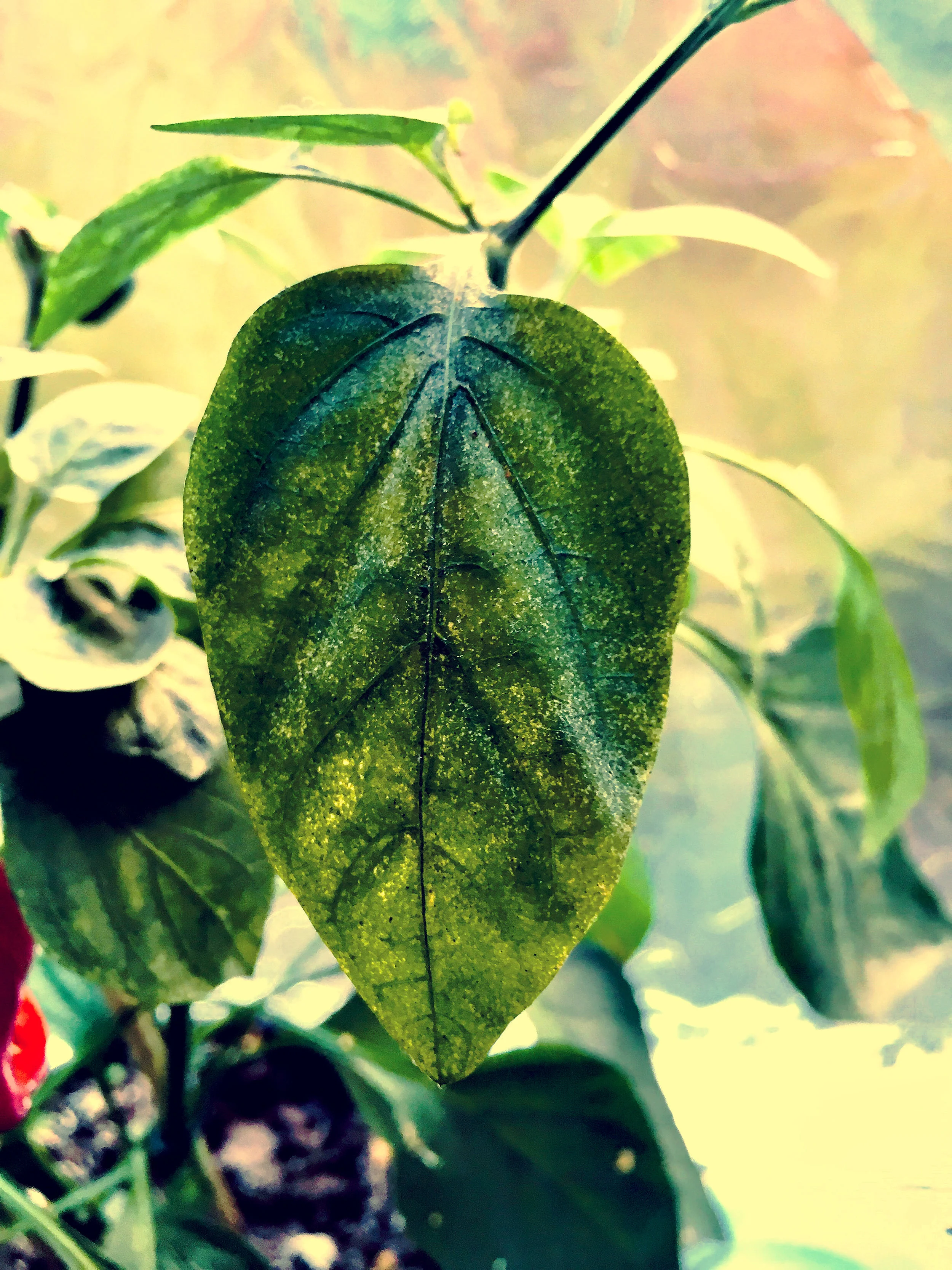 Leaves are Interesting