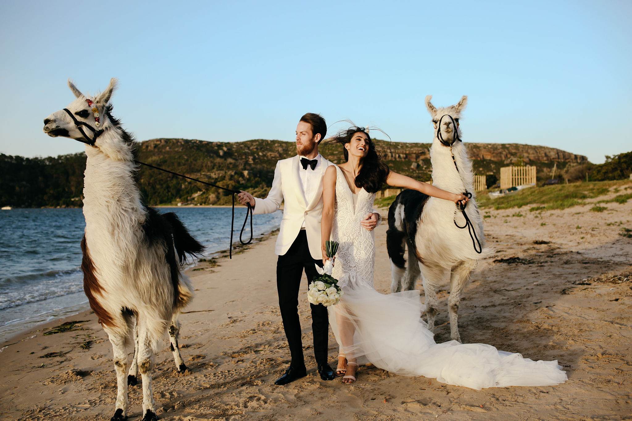 Wedding Llamas