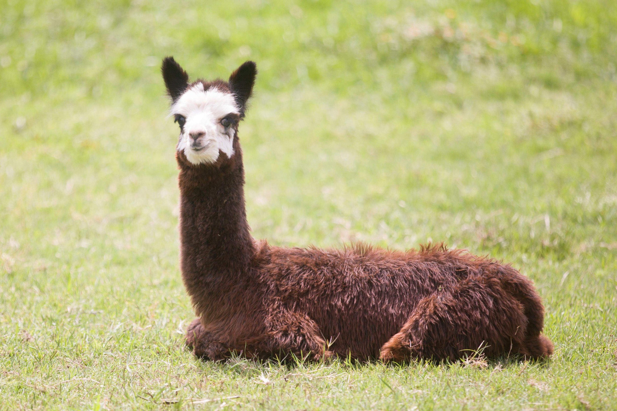 Bandit The Alpaca