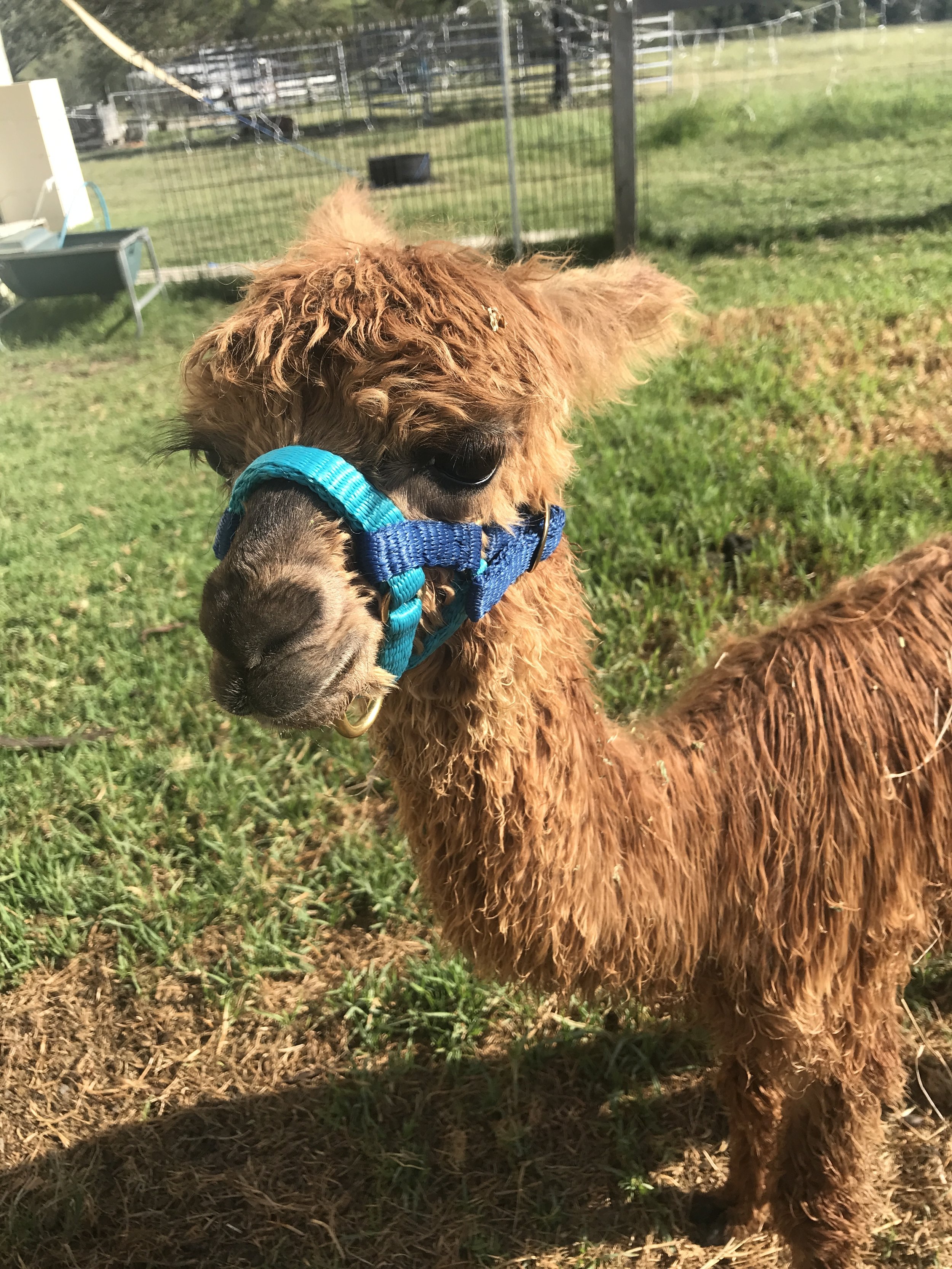 Ollie The Alpaca