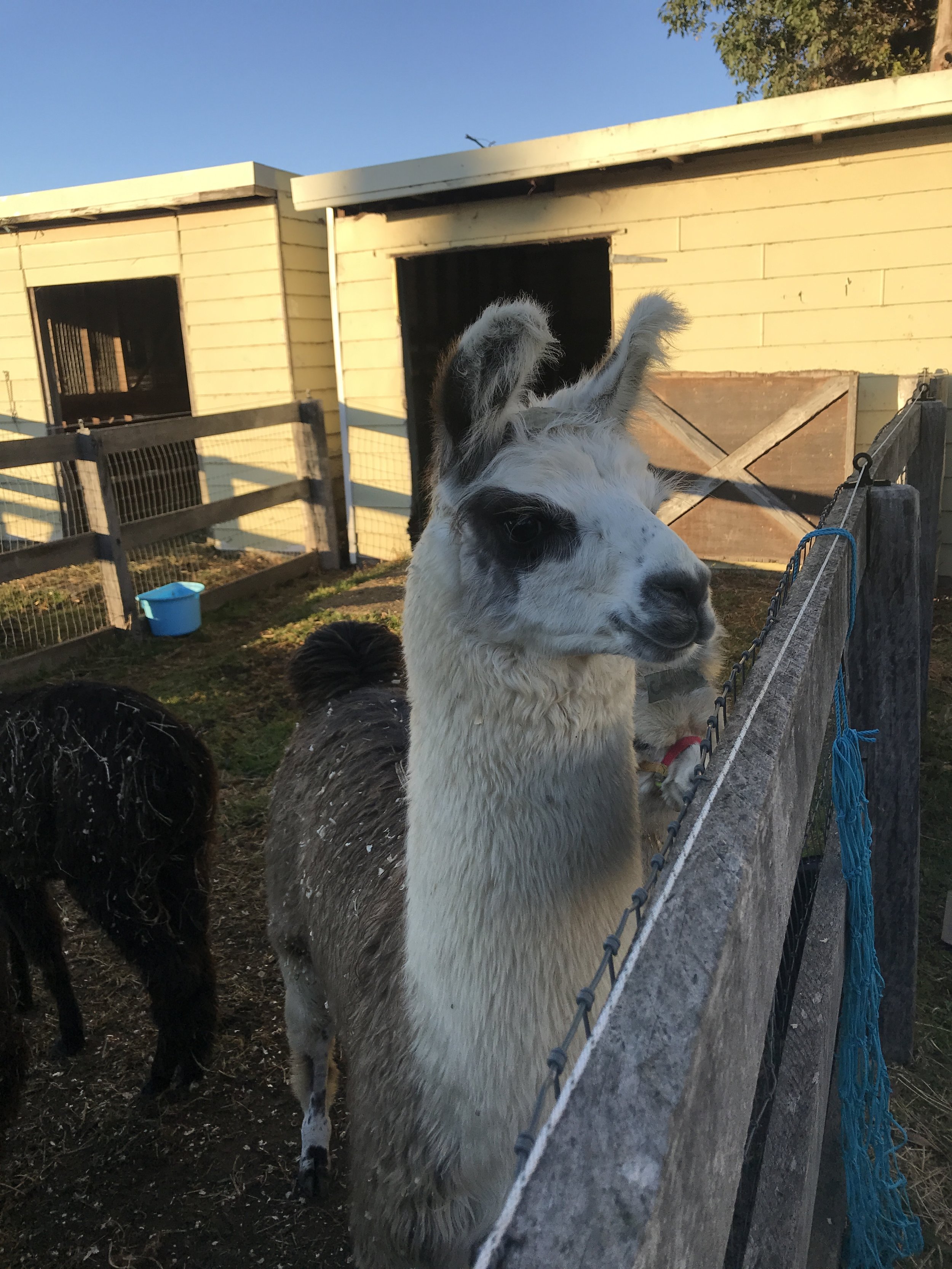 Loki The Llama