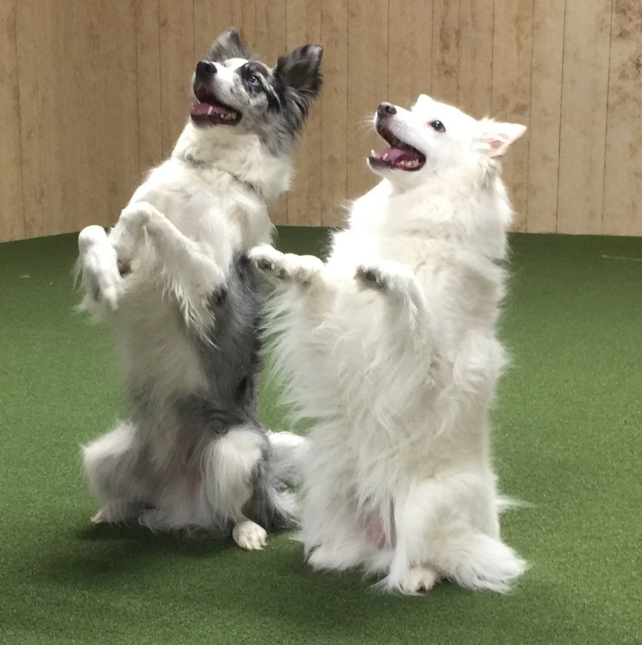 agility cues for you dog agility training louisville kentucky