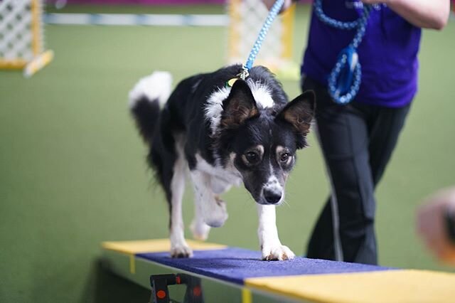 NEW INTRO TO AGILITY CLASS!!! Sign-ups taken now!!
.
INTRO TO AGILITY
Tuesday&rsquo;s at 5:00 pm starting January 28 (class dates January 28, February 4, 11)
Prerequisites: dogs must be at least 10 months old and have taken a *group* obedience-type c