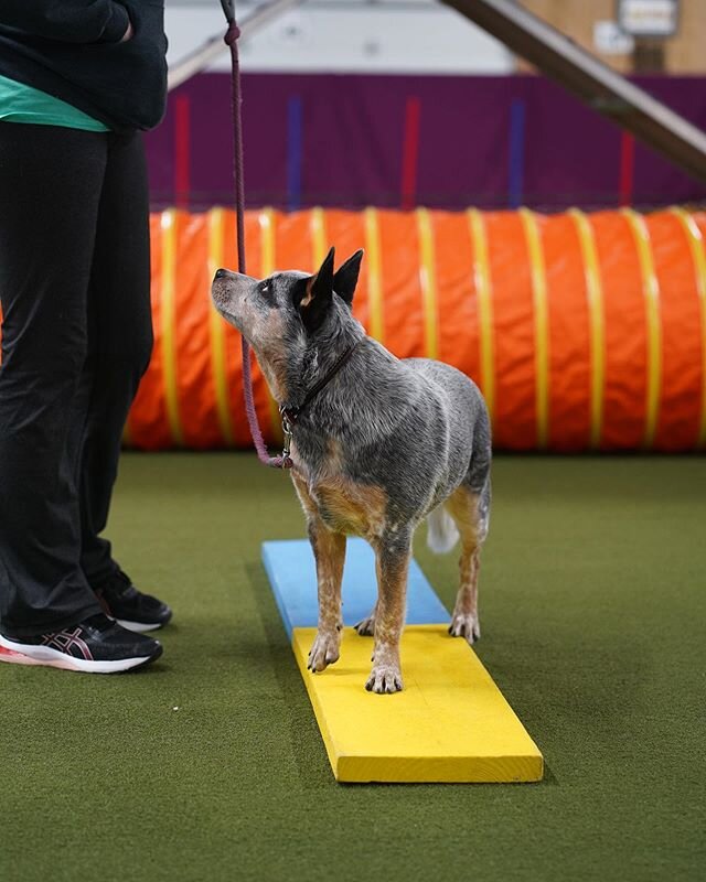 Our Monday beginners agility class has been killing it on their boards and flat work. We started some sequencing today and they&rsquo;re already proving they&rsquo;ll be stars in the ring.
If you&rsquo;re interested in starting your agility career wi