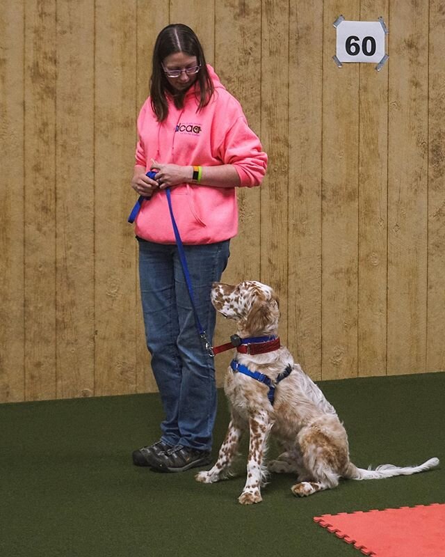 The next round of obedience classes start tonight! Who is going to be there?! 🙋🏼&zwj;♀️