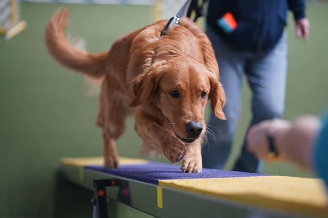 Big thank you to the Greater Louisville Golden Retriever Club for coming out and giving agility a try today!  What a SUPER fun group of dogs!! What a fun time!