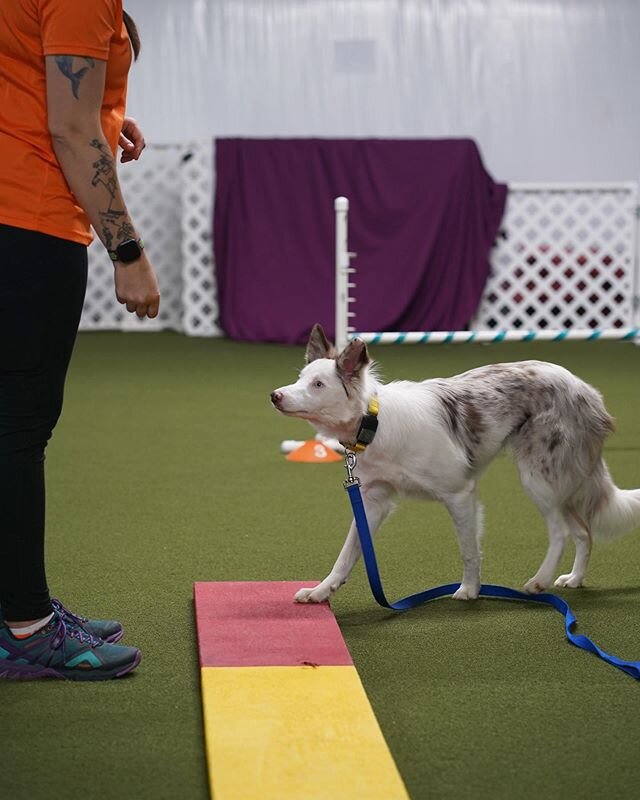 Want to practice some agility skills but can&rsquo;t make it to weekly classes right now? Join our Facebook Homework group for lessons from our owner and instructor Christina Wakefield. She&rsquo;ll post weekly practice videos for you to try with you