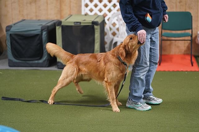 NEW INTRO TO AGILITY CLASS!!! Sign-ups taken now!! ONLY 2 SPOTS LEFT!

INTRO TO AGILITY
Wednesday&rsquo;s at 7:45 pm starting March 25 (class dates March 25, April 1, 8)
Prerequisites: dogs must be at least 10 months old and have taken a *group* obed