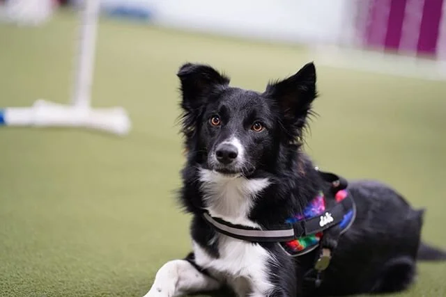 Assuming we are open by June 1, here is our next obedience class schedule!  Start dates may change depending on when we are allowed to re-open, but the time slots have been decided.
We are offering a new class! &ldquo;Mix &amp; Match&rdquo; Class - T