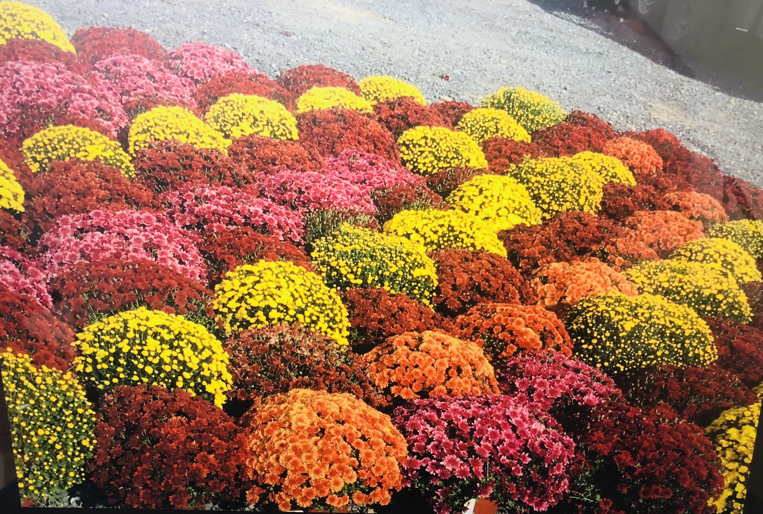 Around the Farm — Overlook Produce, Bakery & Deli