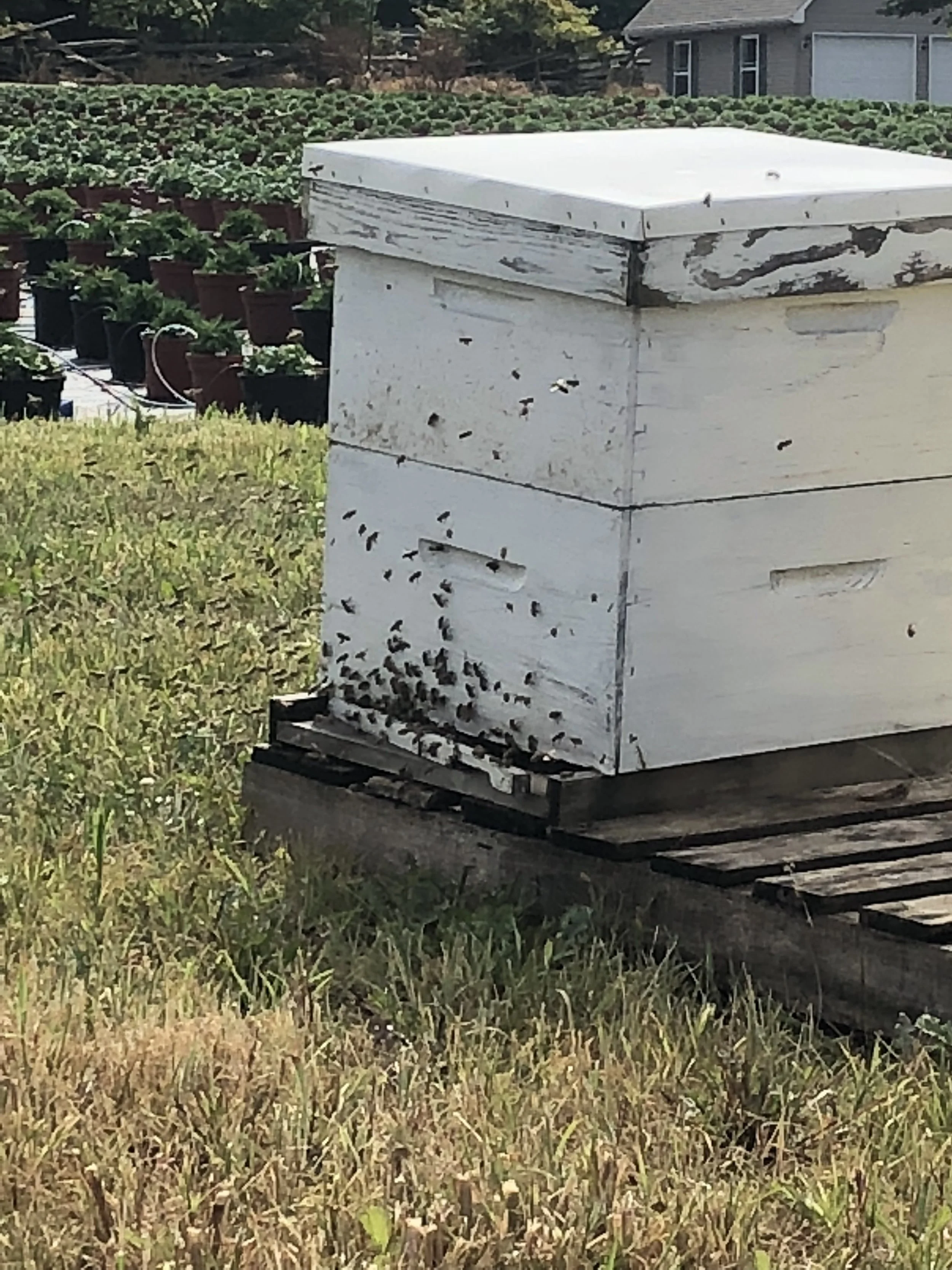 Around the Farm — Overlook Produce & Farm Adventures