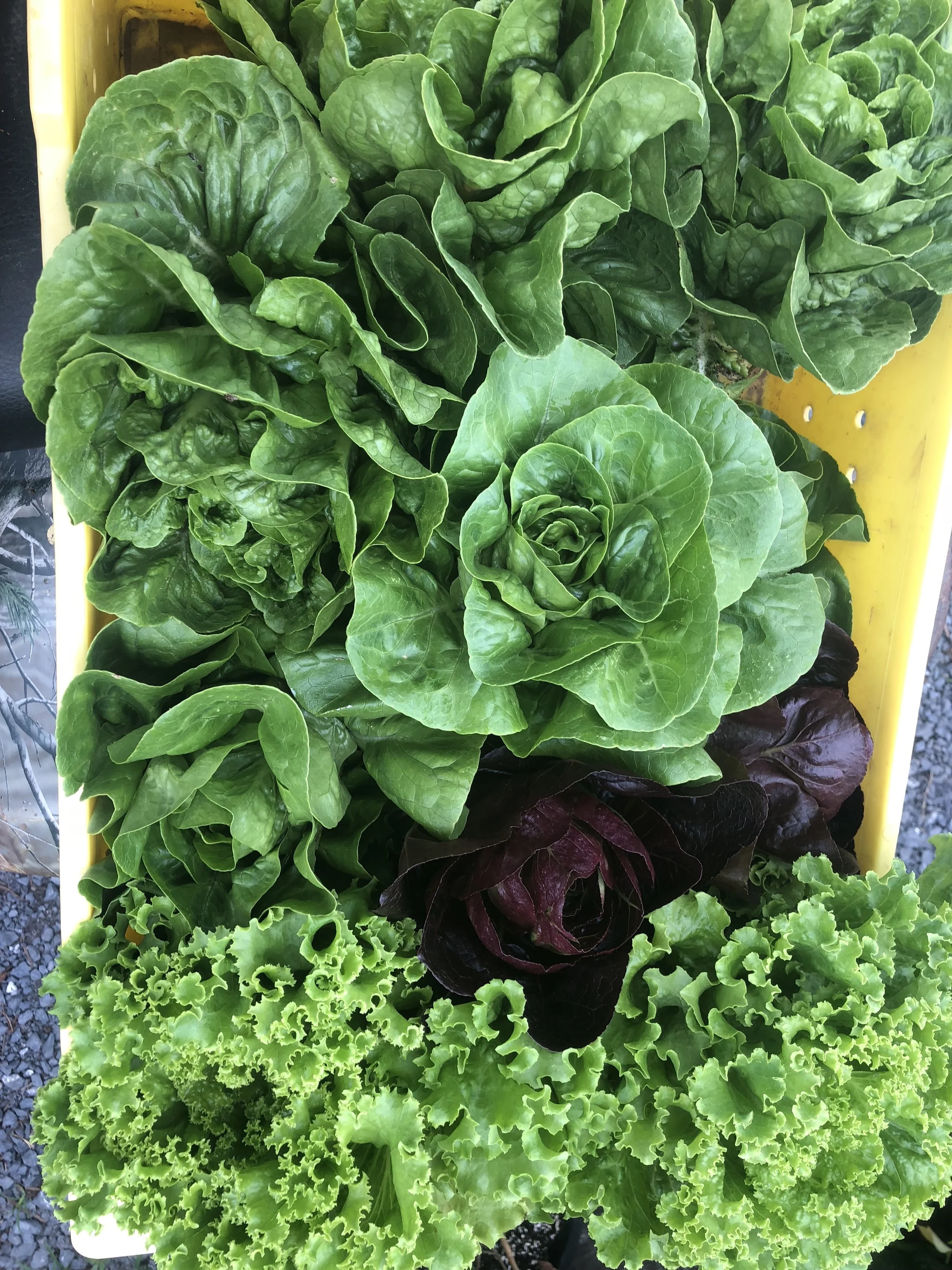 Around the Farm — Overlook Produce, Bakery & Deli