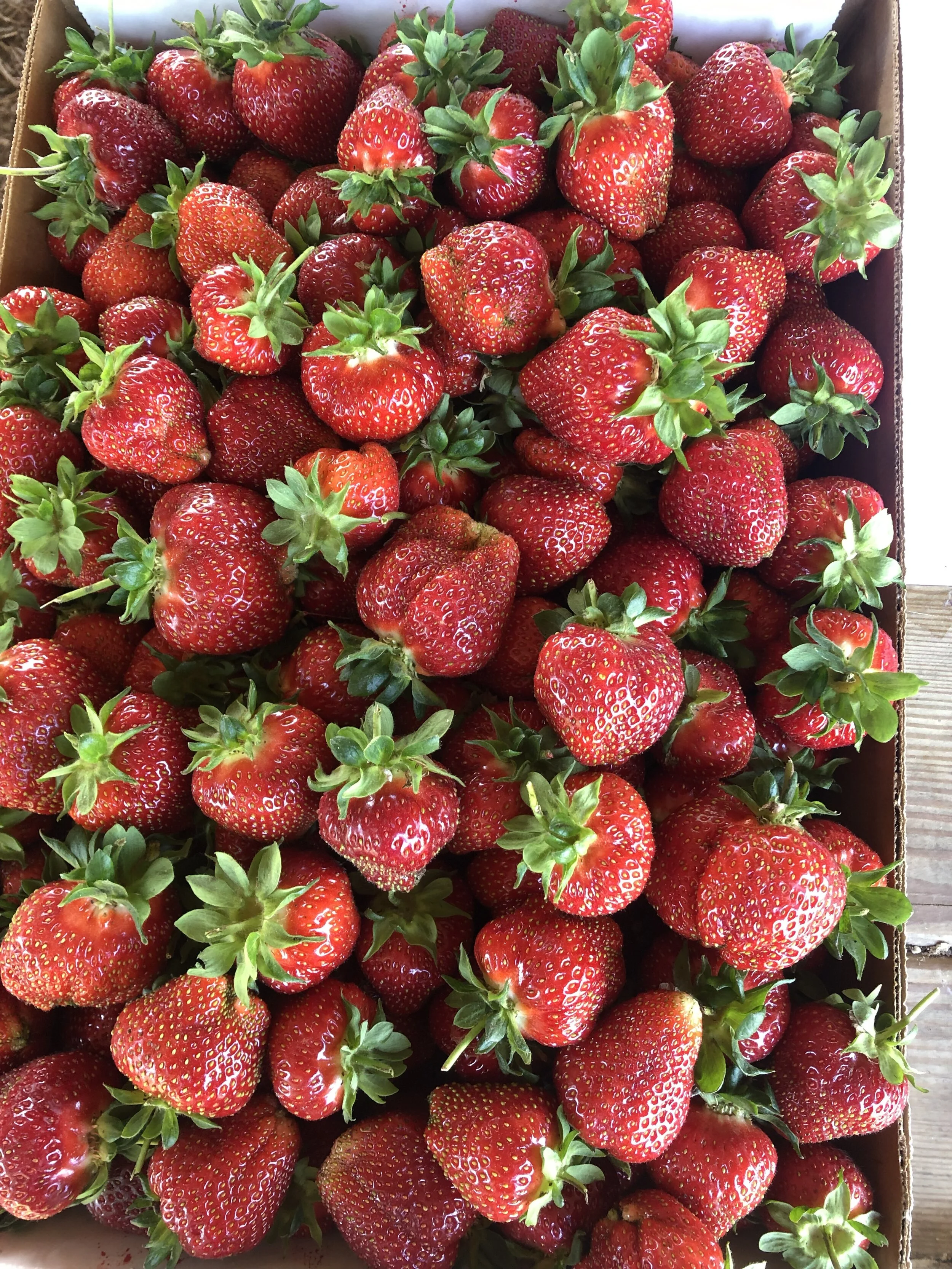 Farm Adventures — Overlook Produce, Bakery & Deli