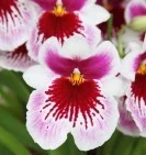 miltonia_pink_white_orchid_189784.jpg