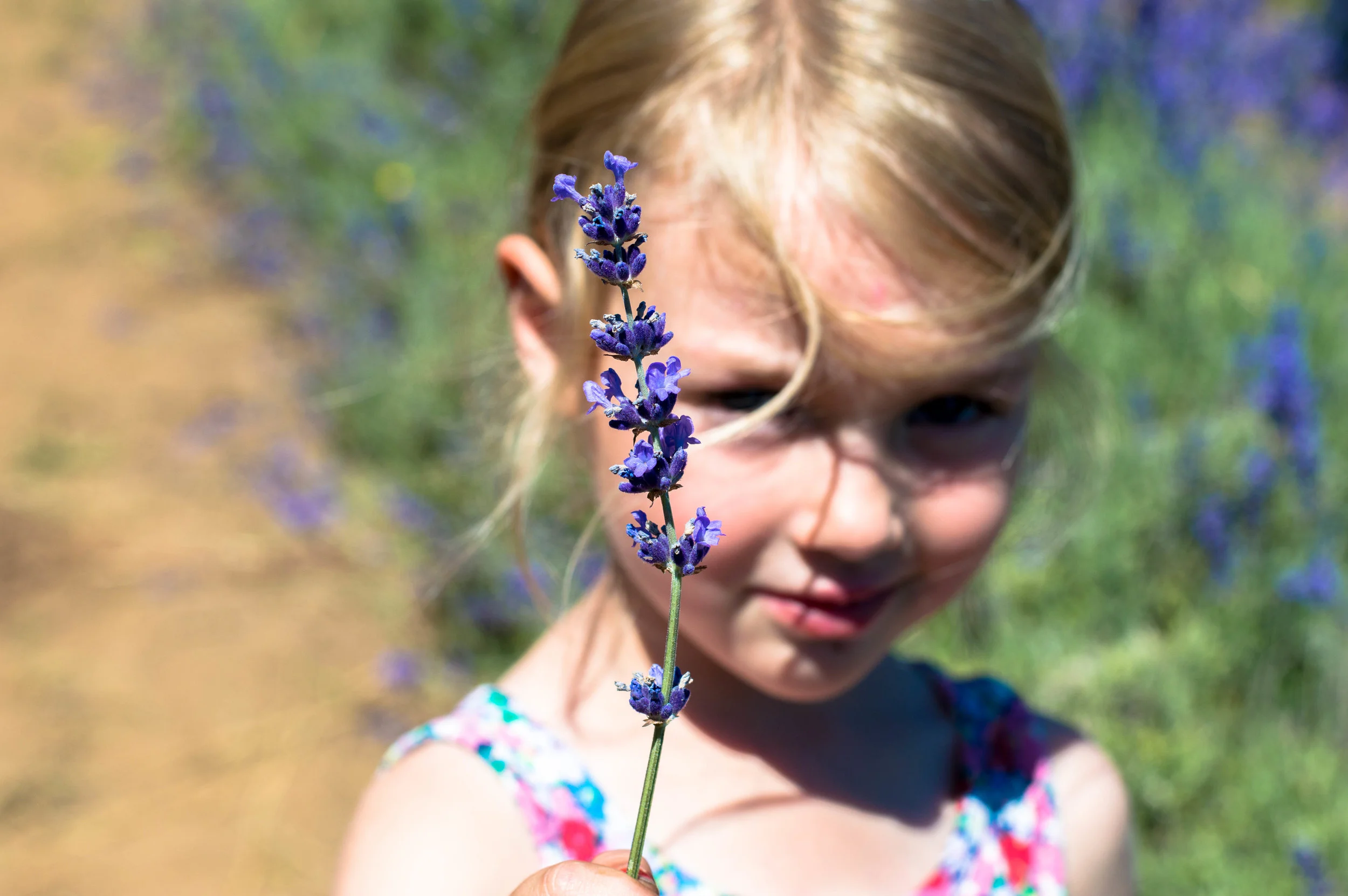 Little Green Lives - The calm before the storm - A little Sunday Lavender picking.