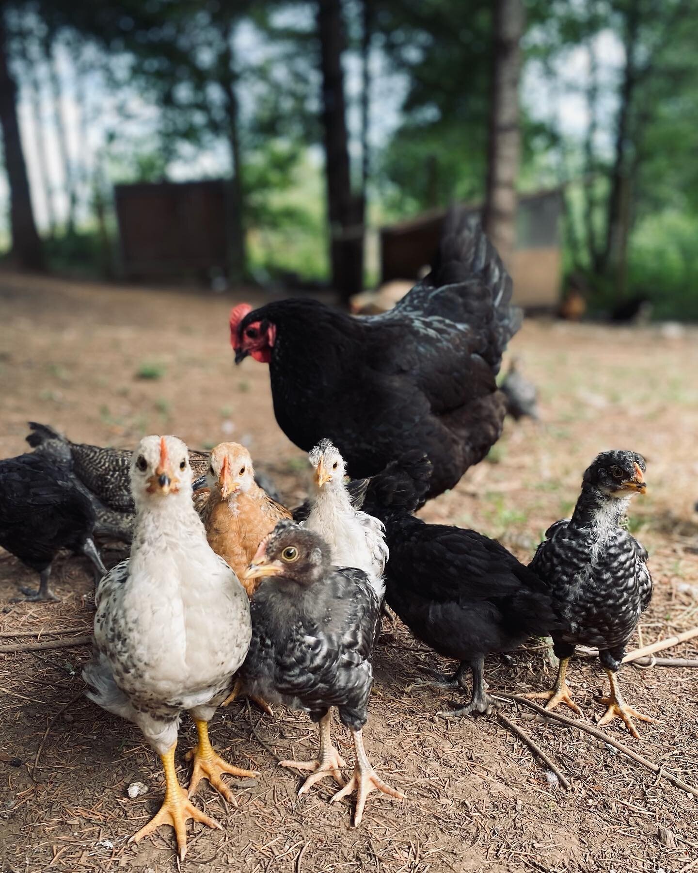 So many feathered friends.

When I went to Australia this summer I returned to the news that my kiddies had put eggs under three broody chickens 😳, they were very proud of themselves and their ingenuity, I was more of the mind, &lsquo;well wonderful