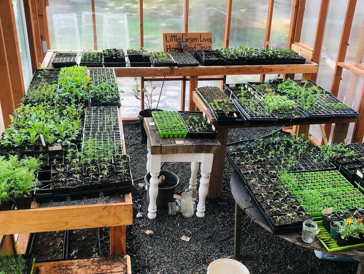 It&rsquo;s a busy life but a happy one! ❤️🌱☺️
.

The greenhouse is bursting with plant babies patiently awaiting their graduation day to the veggie gardens. Every time I&rsquo;m in there I swear they are all shouting &lsquo;pick me, pick me&rsquo;. 