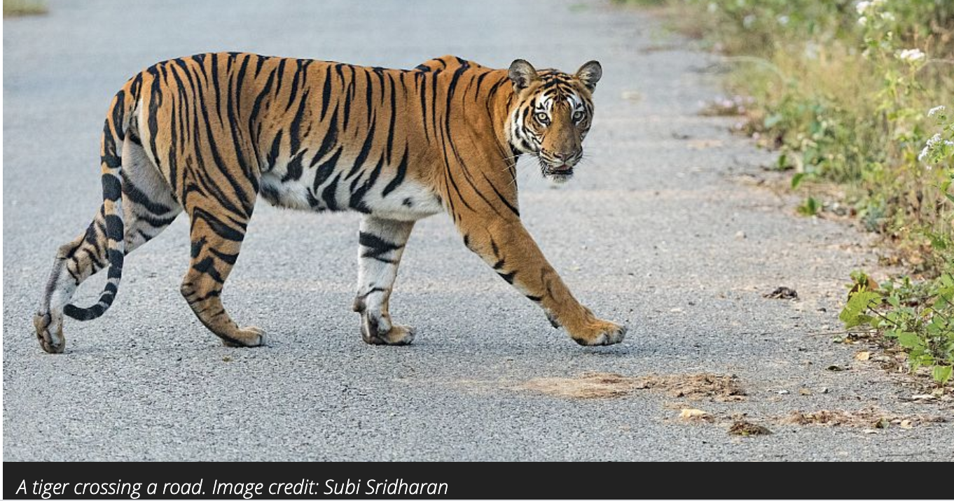 Beyond Tiger King: This is Tiger Reality TV!