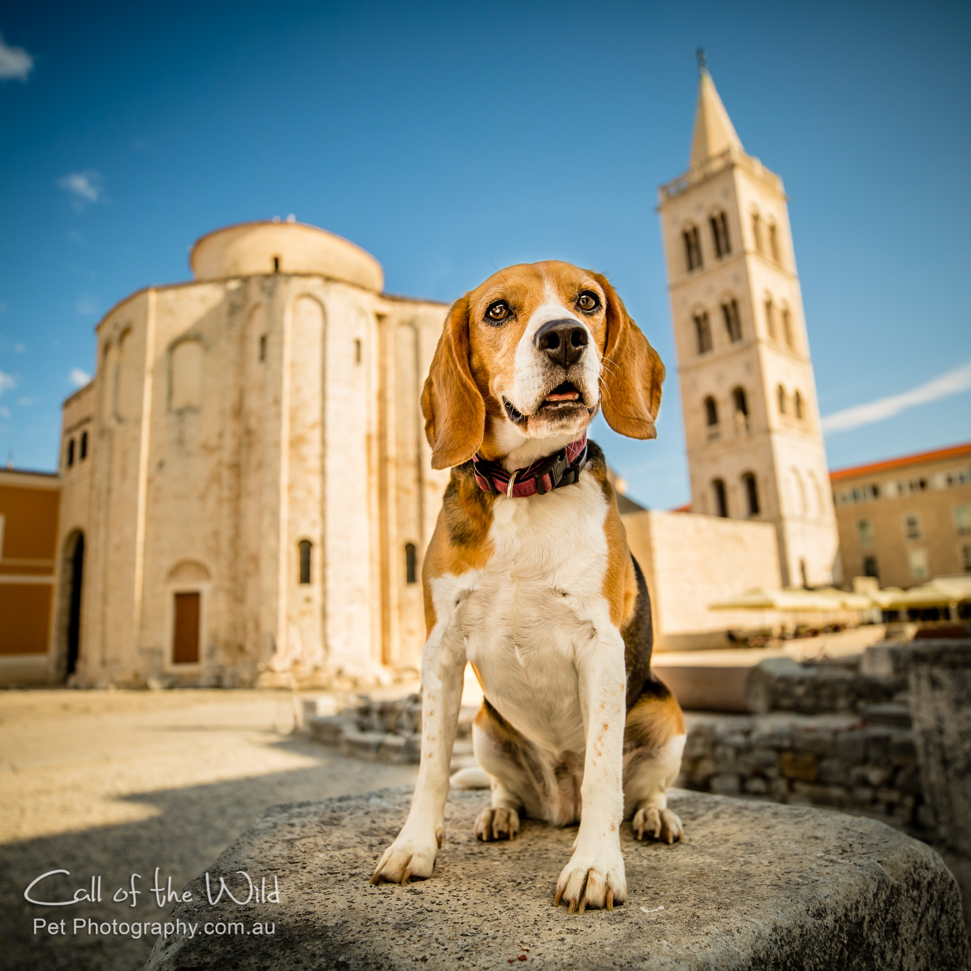 Lilly the Beagle from Croatia