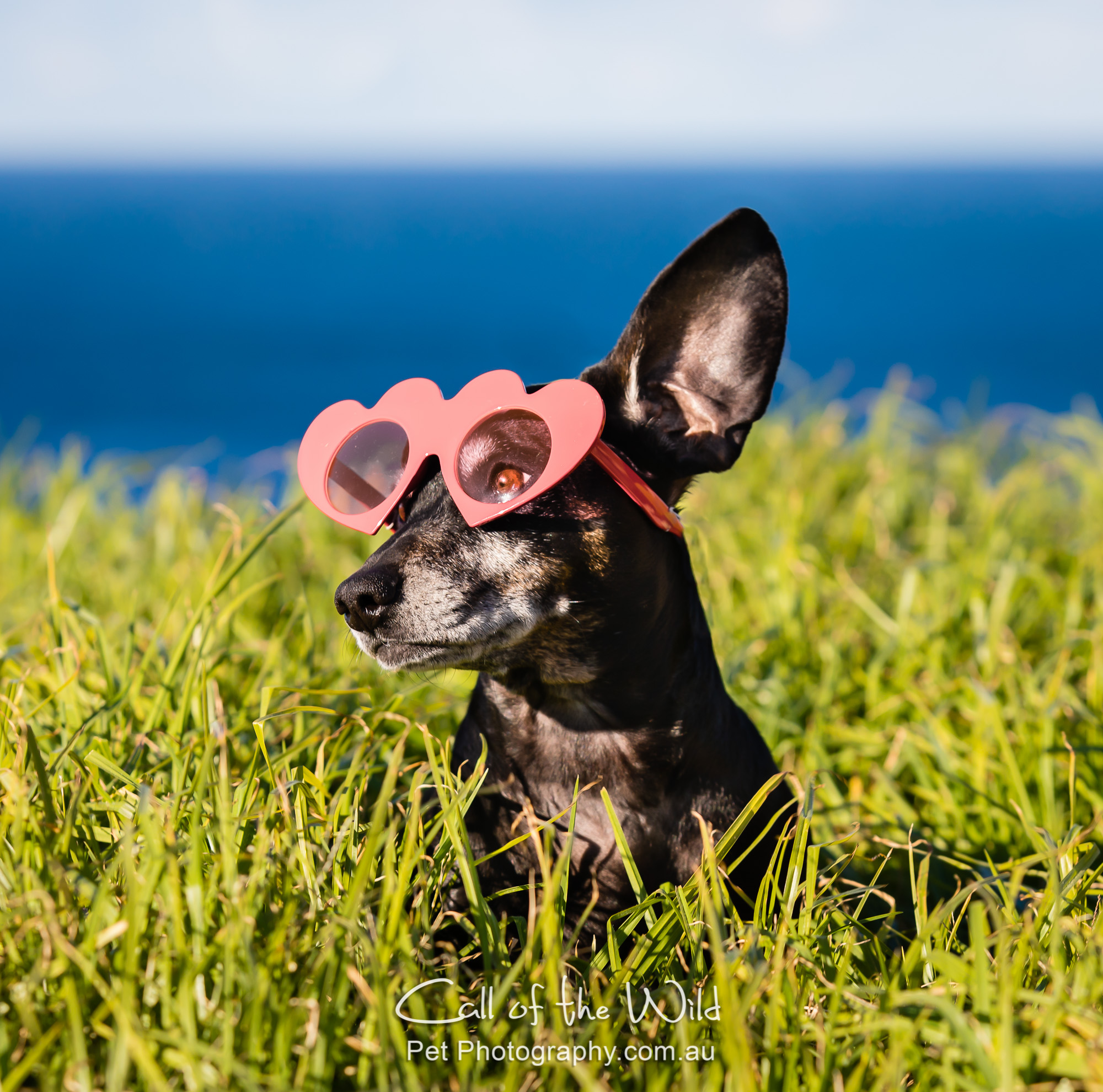 Scarlett the Dachshund