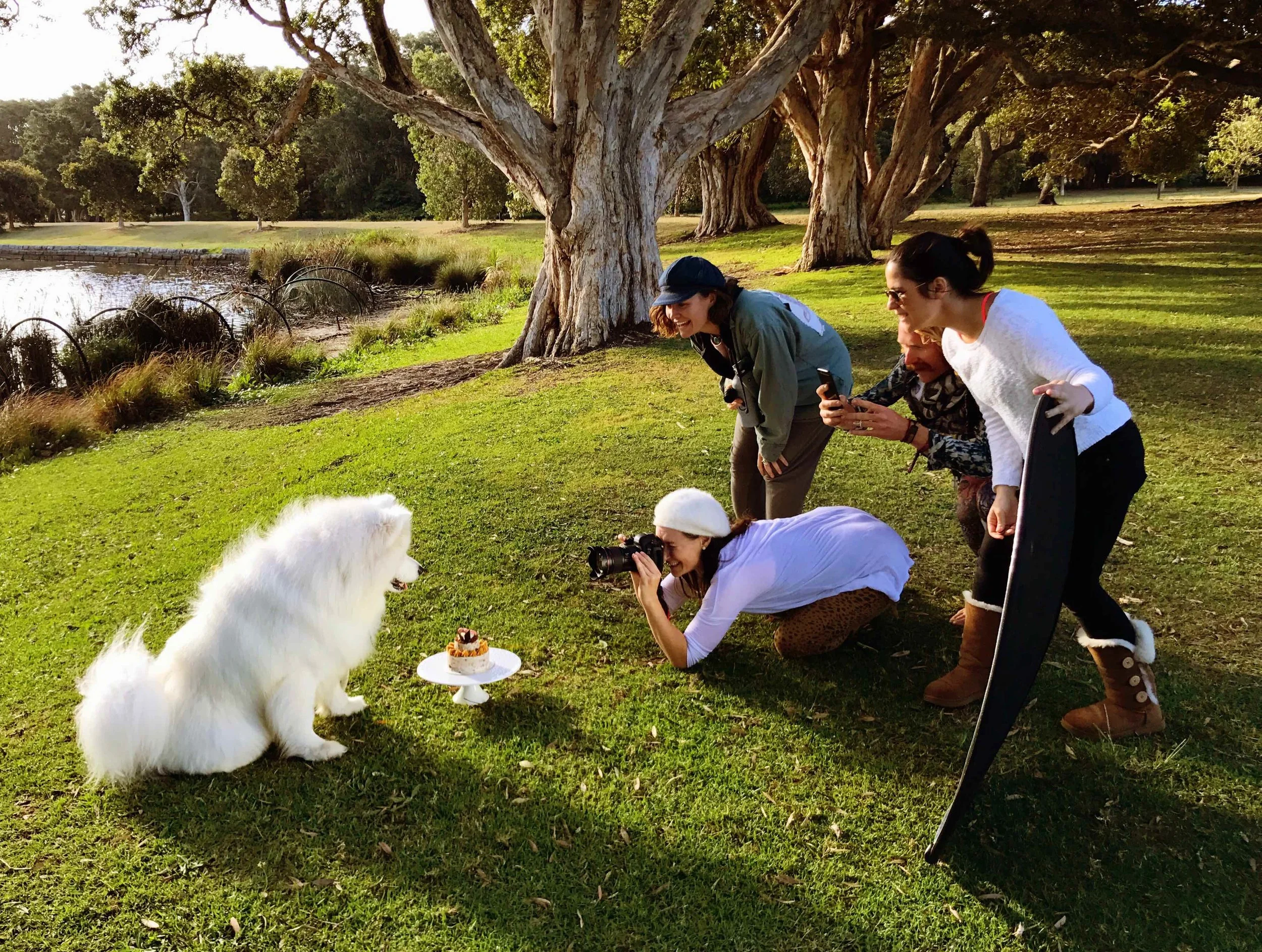Photographing the Instagram star @Simba.theSamoyed with his Mum and friends