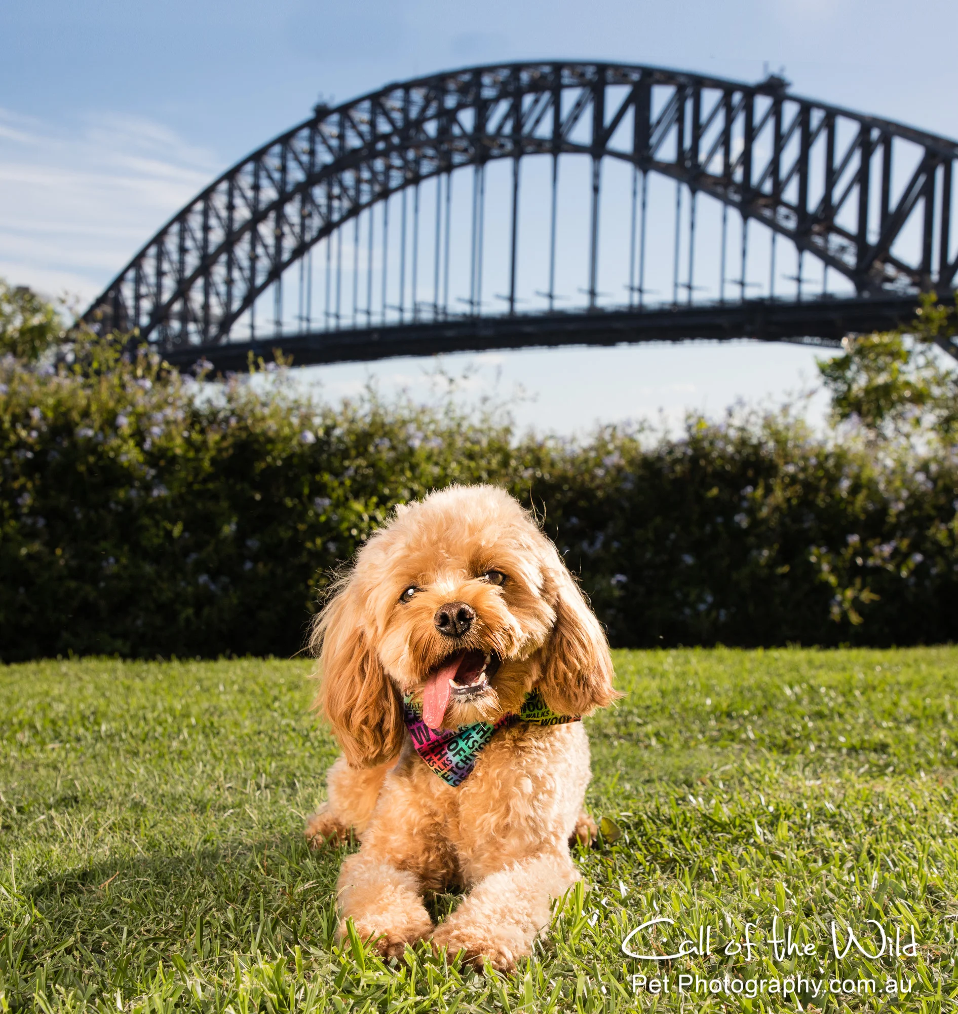 Oscar under Harbour Bridge 2-.jpg