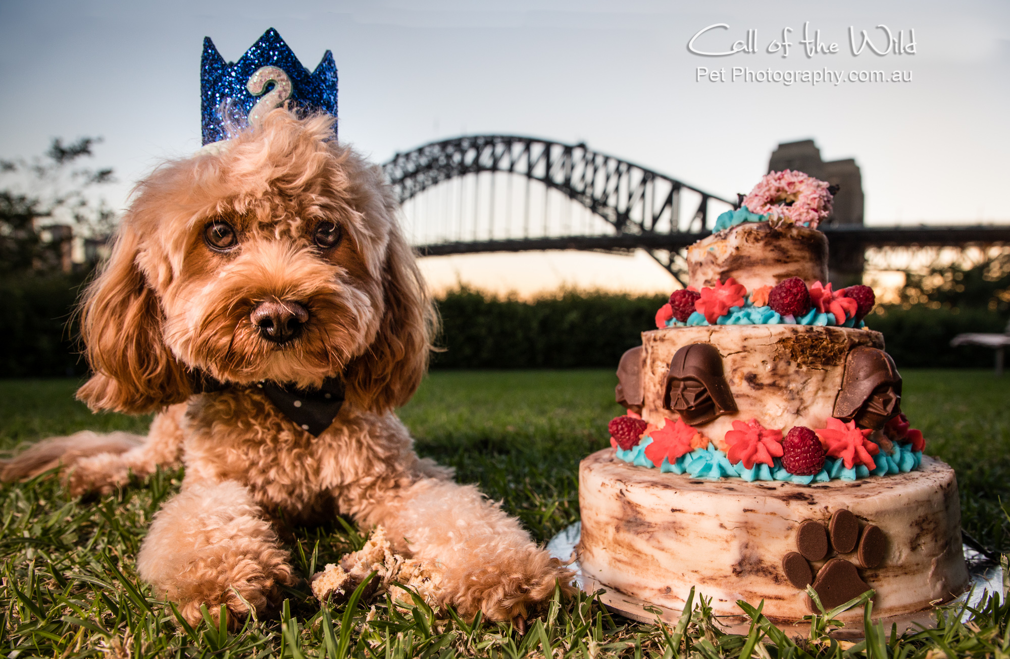 @itsoscardownunder the Cavoodle