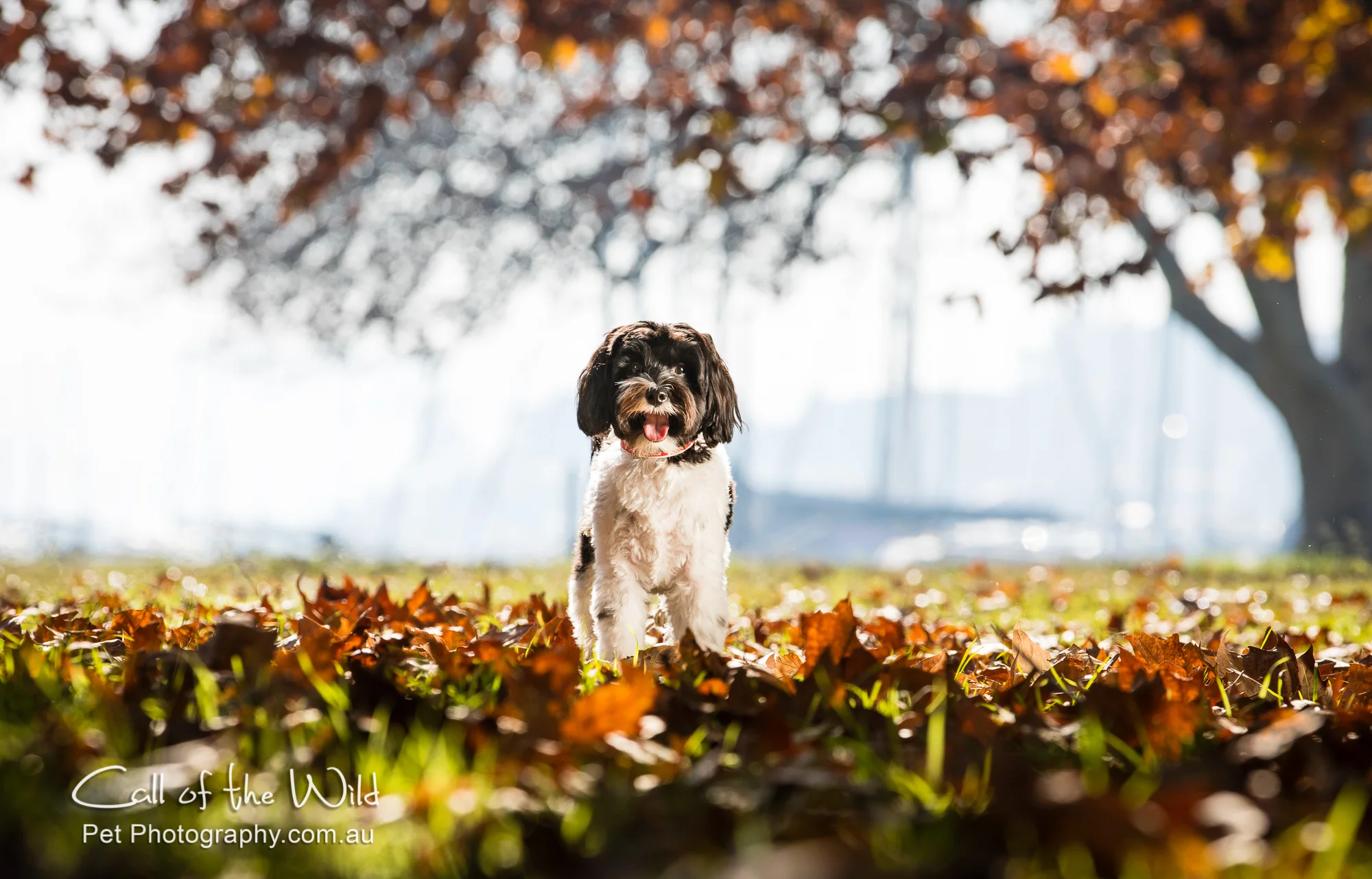 Bepi in the autumn leaves-2018.jpg
