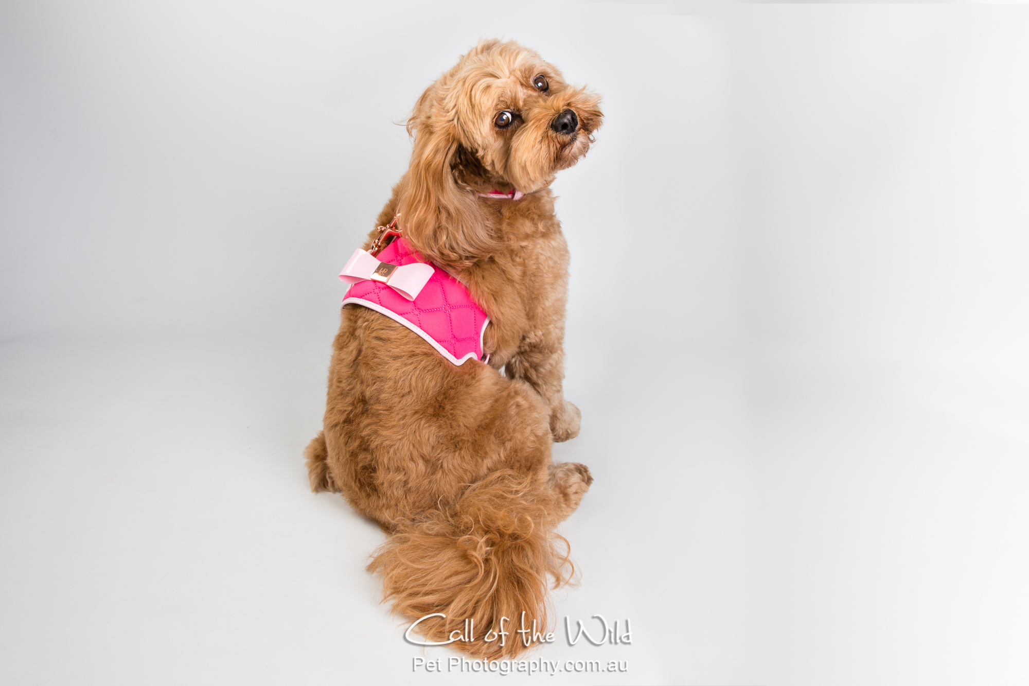  Product Photography for dogs