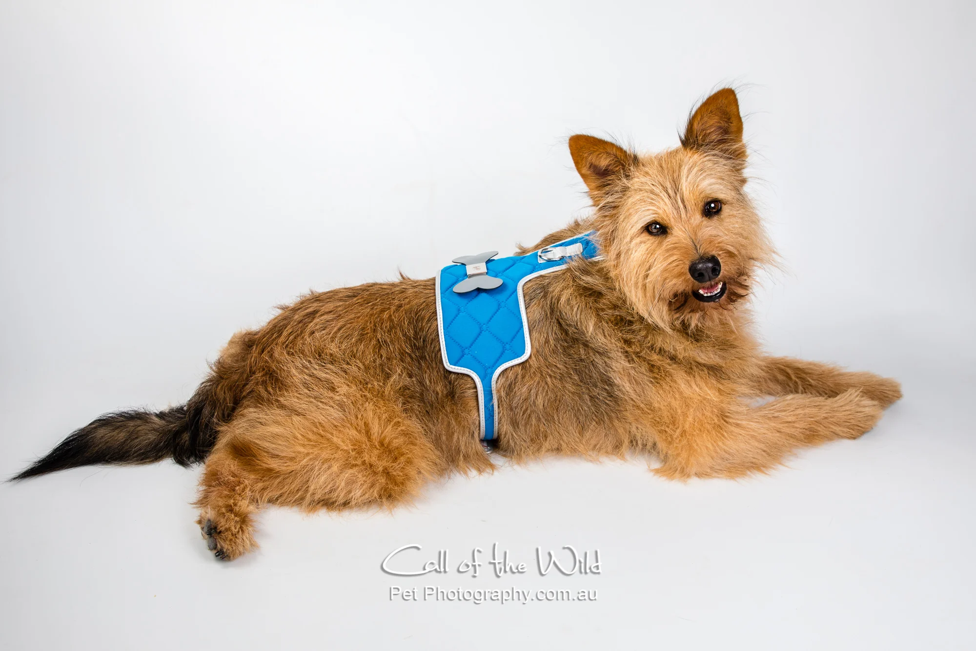 Wiley the wonder dog