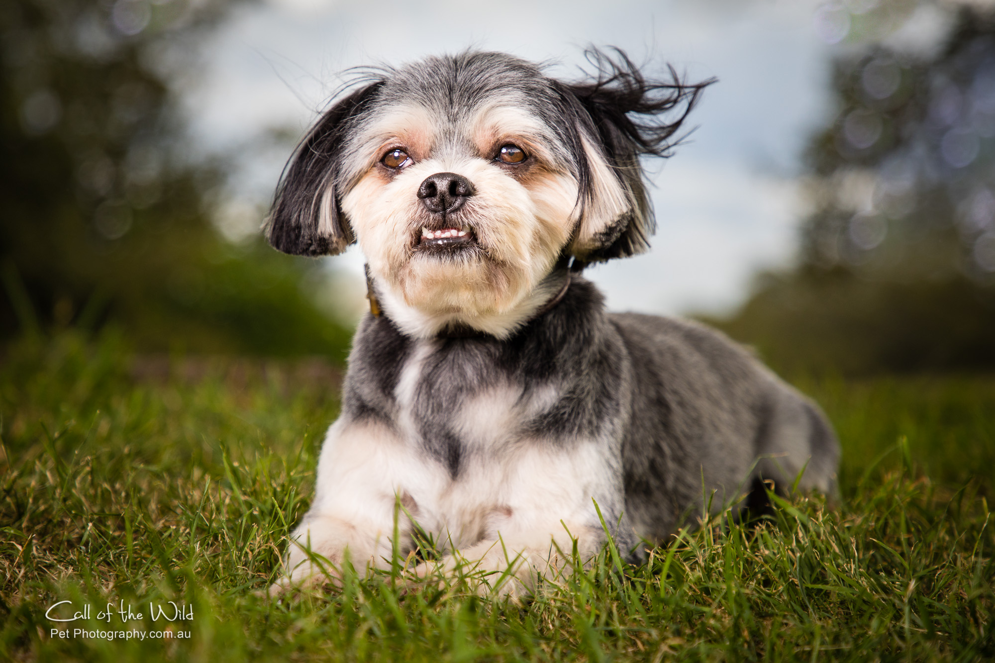 Little Chicken the Lhasa Apso cross