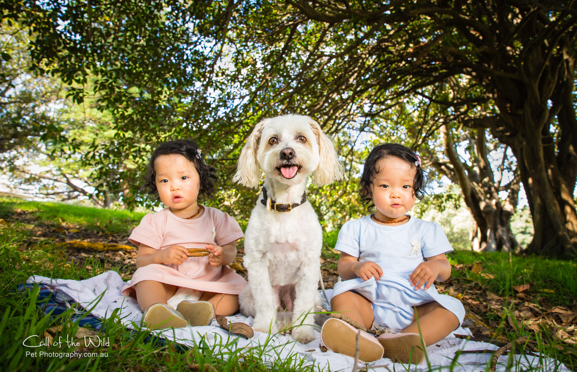 Dog and family photography, family and pet photography Sydney