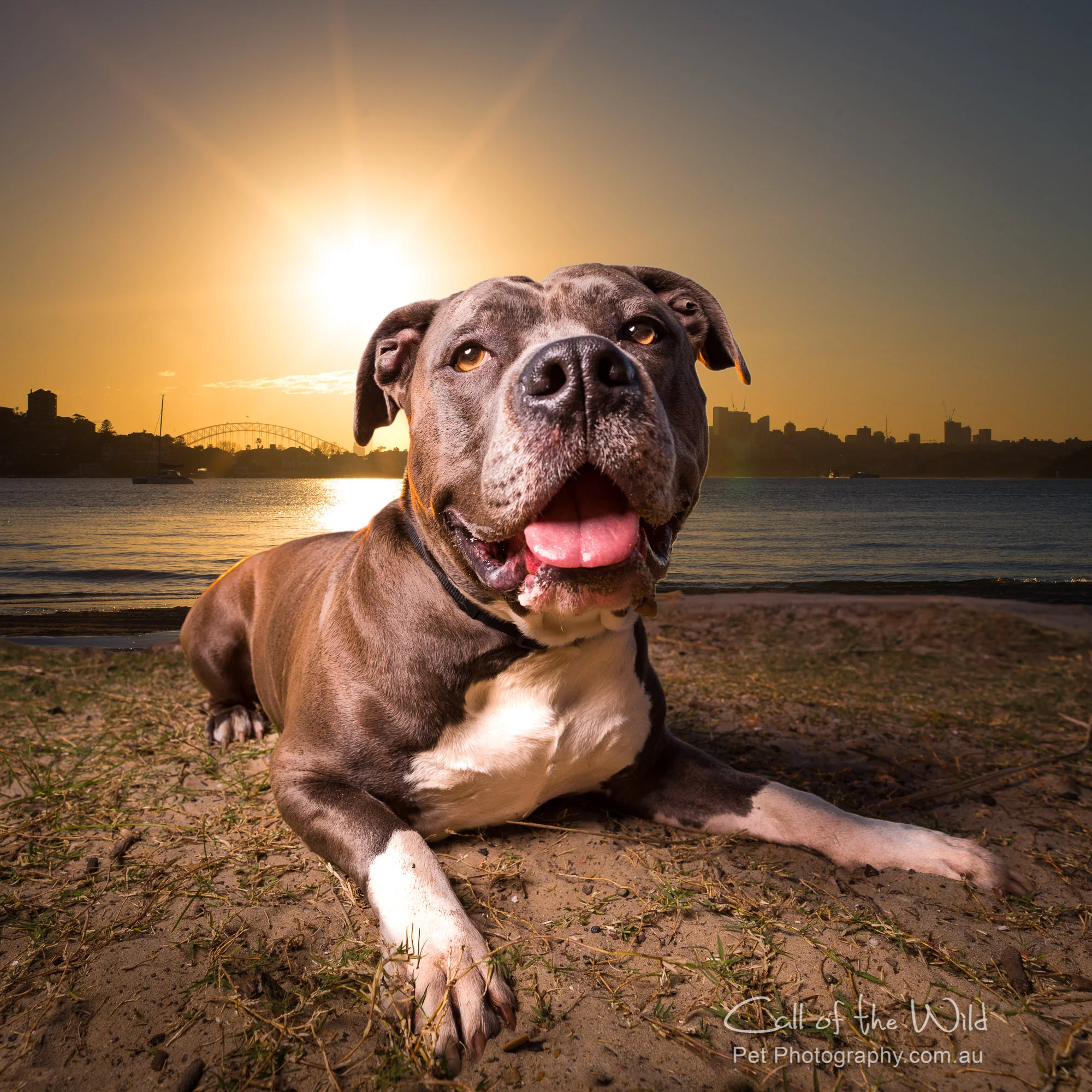 Prince the gentle giant