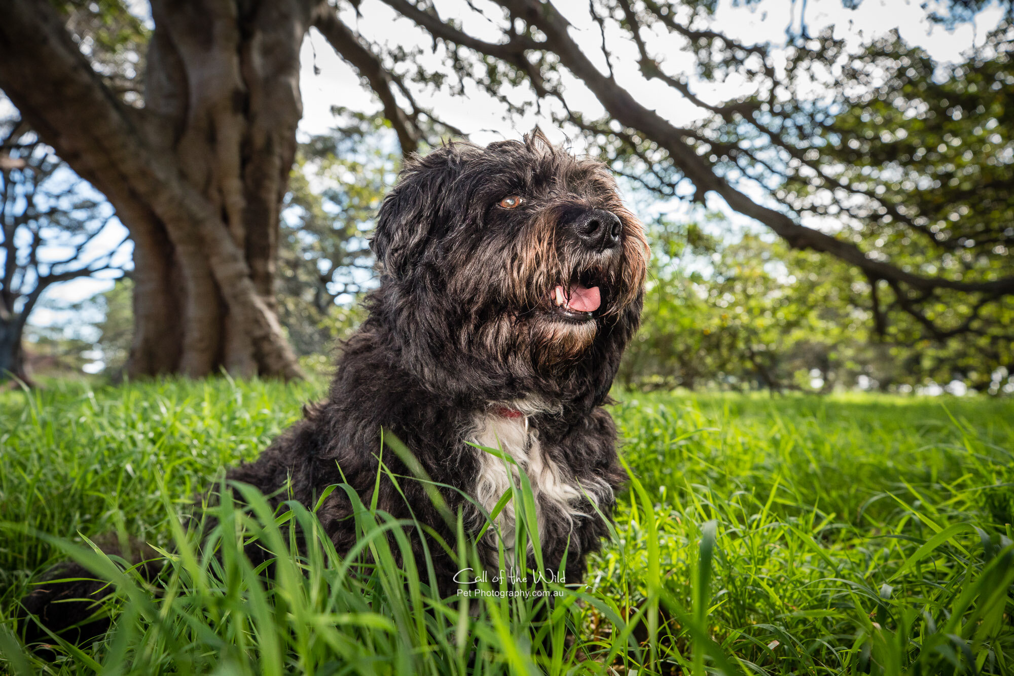 Jeffrey the rescue dog