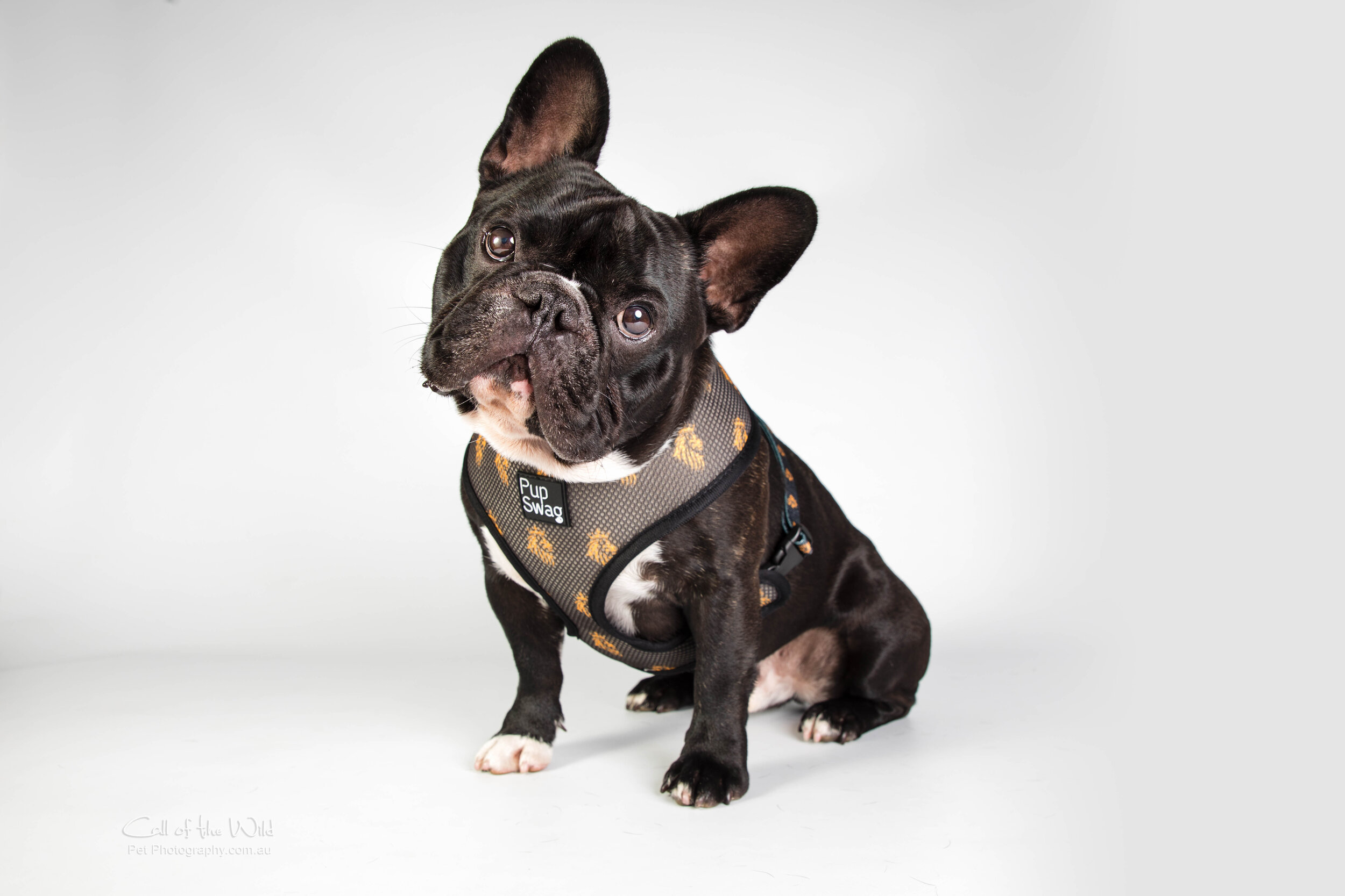  Pet Product Photography 