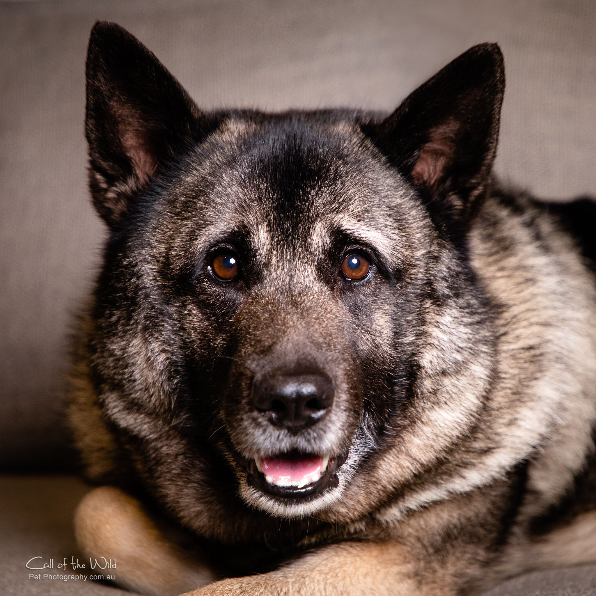 Bo the Norwegian Elkhound