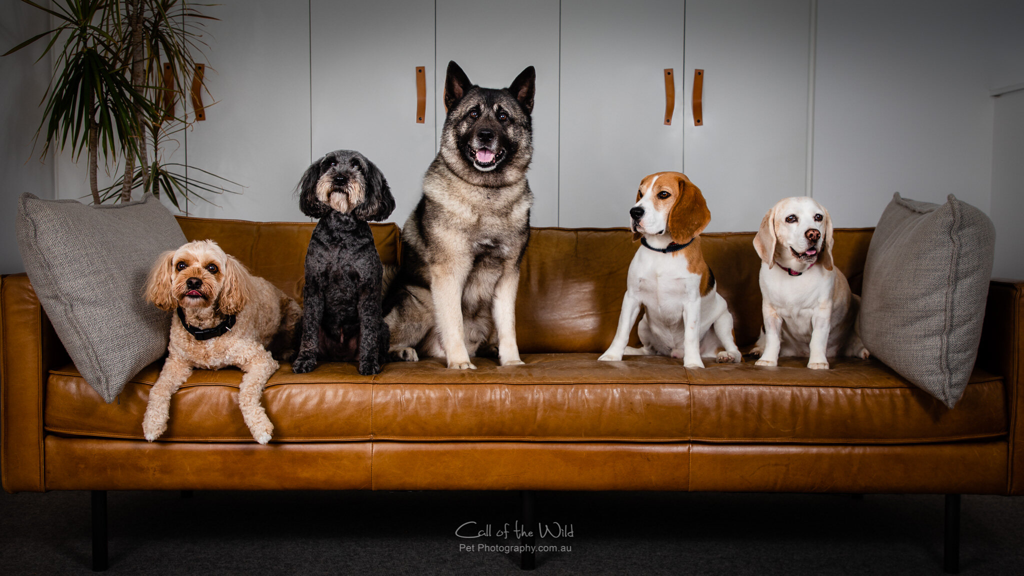 The working dogs of Mind Plasticity in Surry Hills