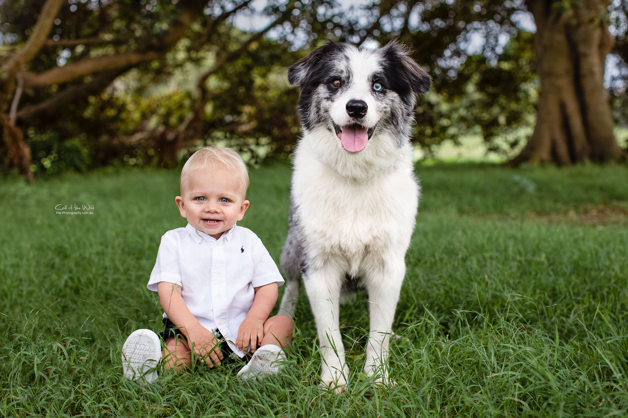 Border Collie photos, family and pet portraits