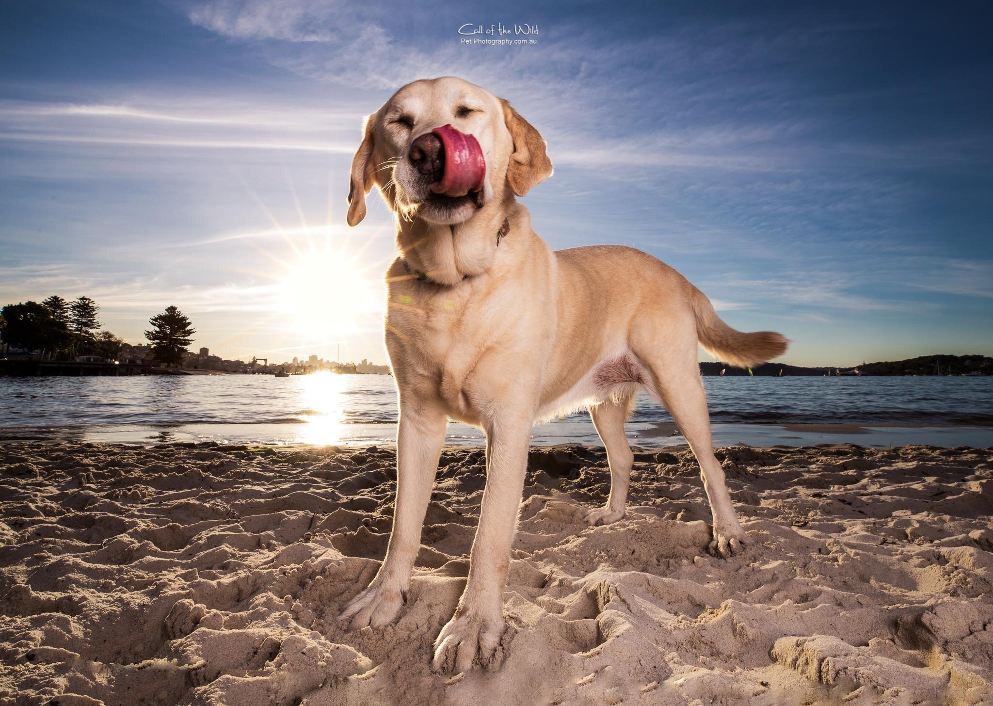 Ray the blind rescue Labrador