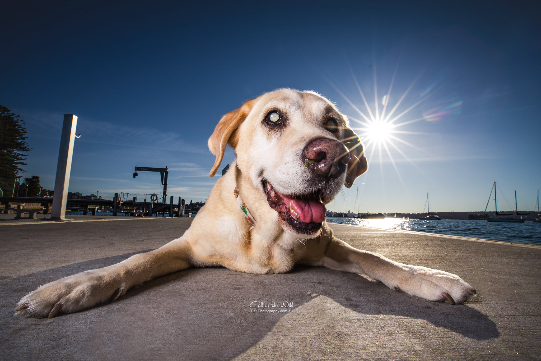 Ray the blind rescue Labrador