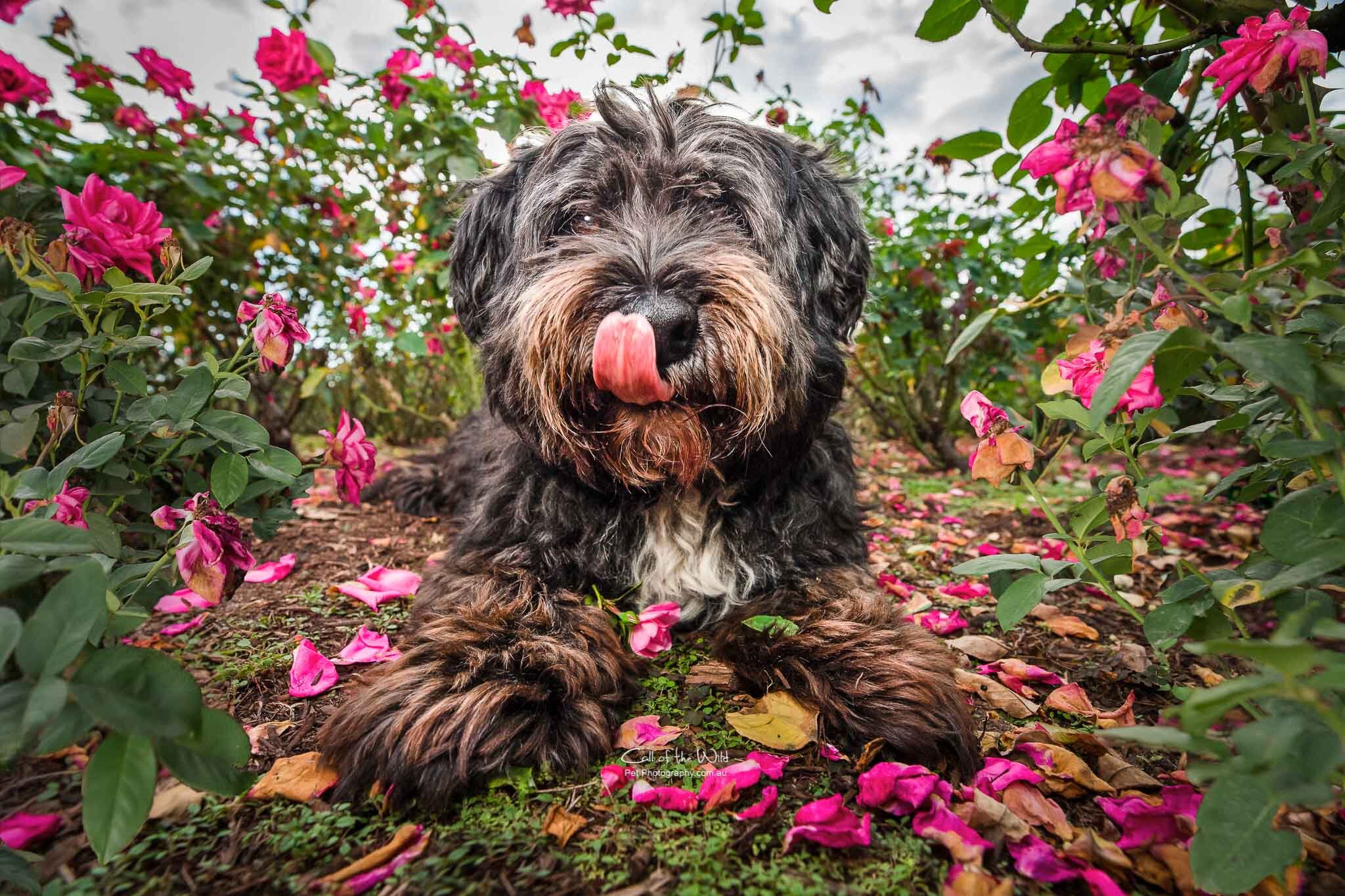 Beautiful dog photography Sydney, Pet Photography Sydney