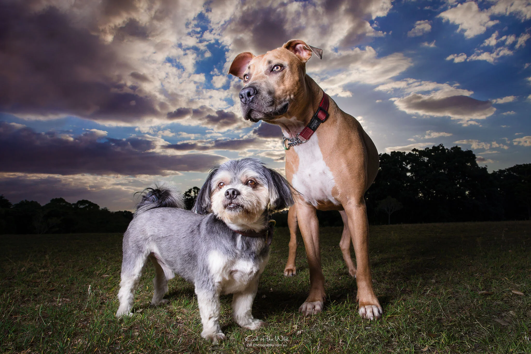 Call Of The Wild Pet Photography Professional Dog And Pet Photographer Call Of The Wild Pet Photography Professional Dog And Pet Photographer