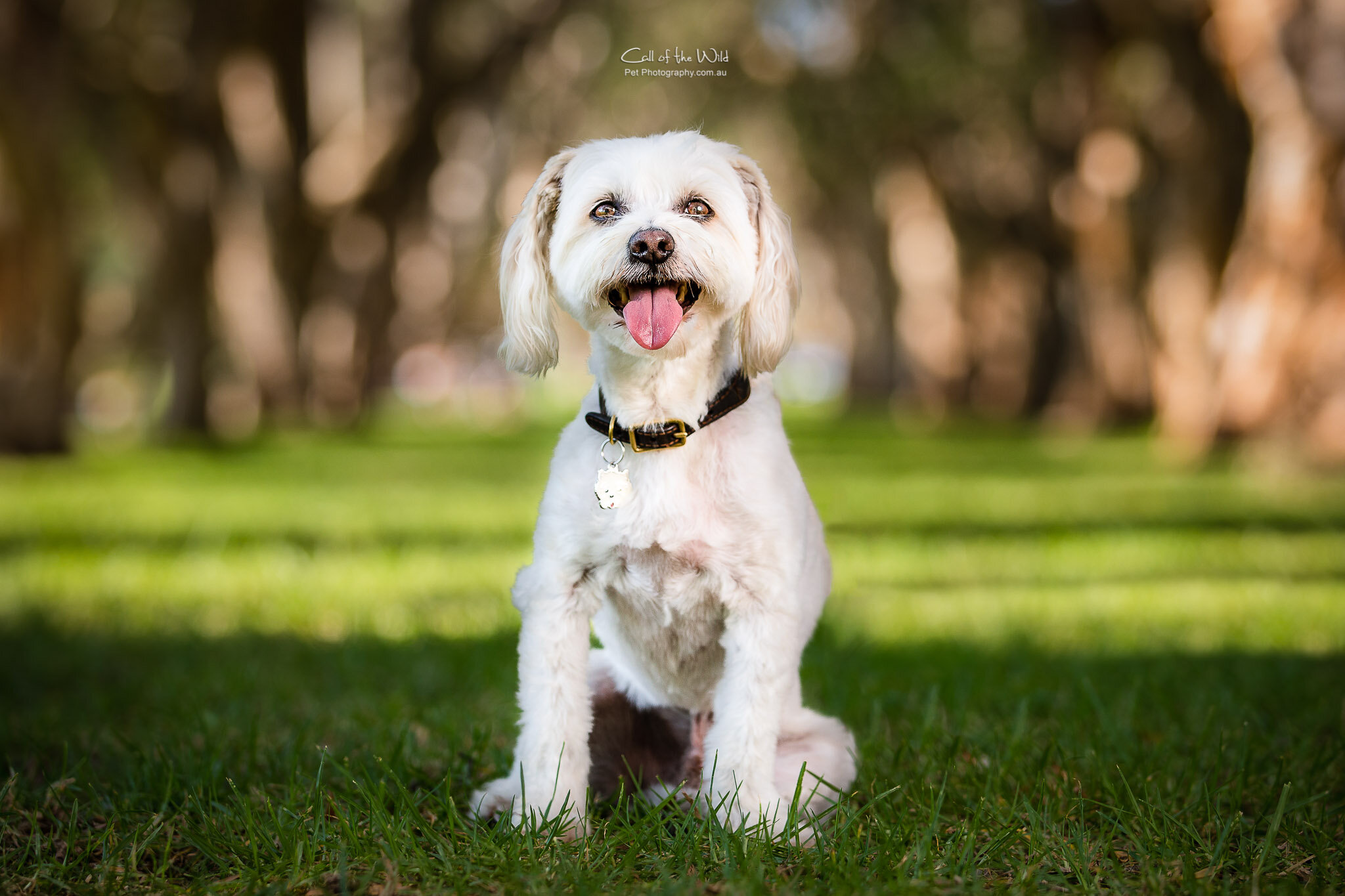 Sydney Pet Photography, Maltese cross photos