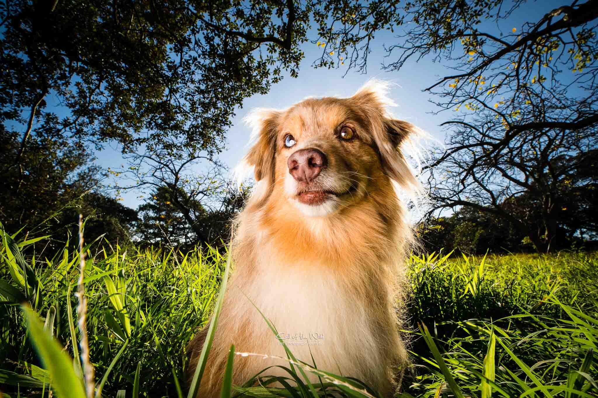 pet photography Sydney, Miniature Australian Shepherd photos