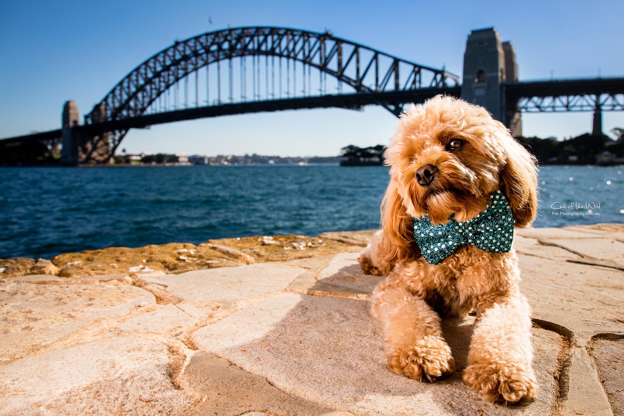 Best Cavoodle Photos, Sydney Pet Photographer